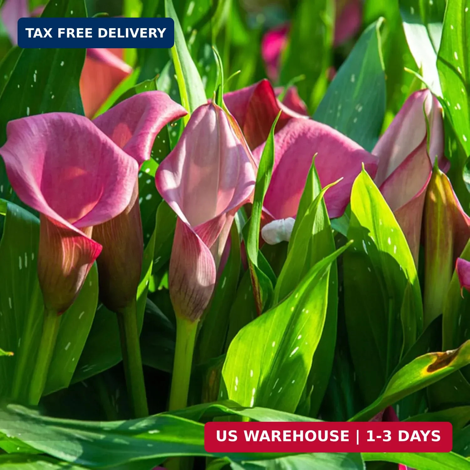 Perennial Rare Calla Lily Seeds, 200pcs Calla Lily Seeds, Heirloom Non-GMO Flowe