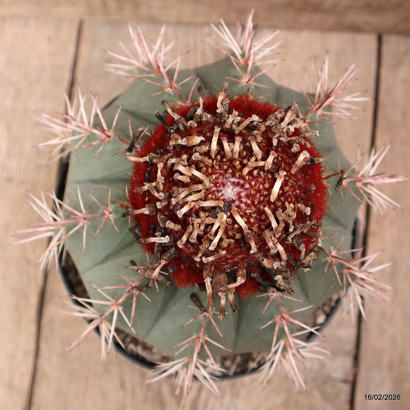 D7785 MELOCACTUS BAIENSIS pot18-H19-W18 cm MaMa Cactus