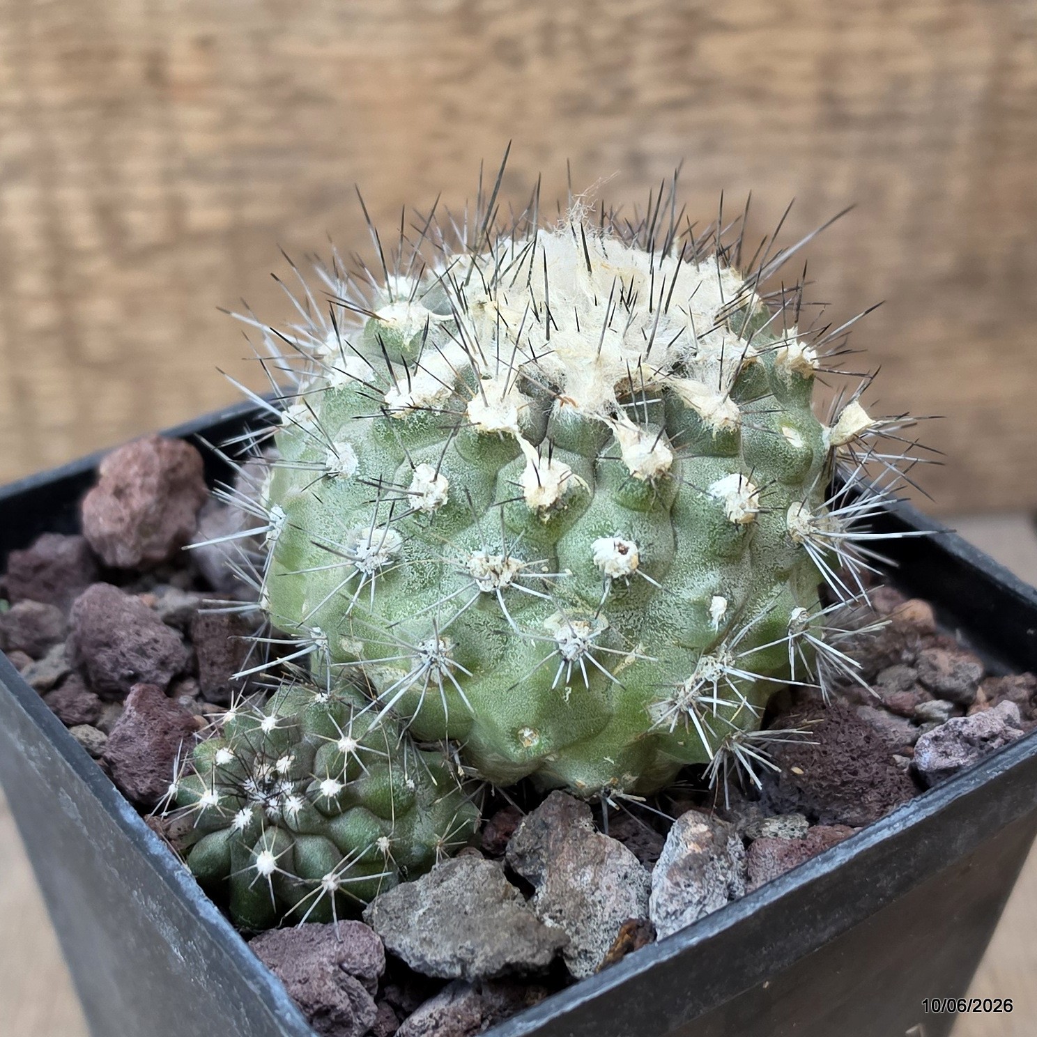 D3510 COPIAPOA HUMILIS V. LONGISPINA pot10-H6,5-W9 cm MaMa Cactus
