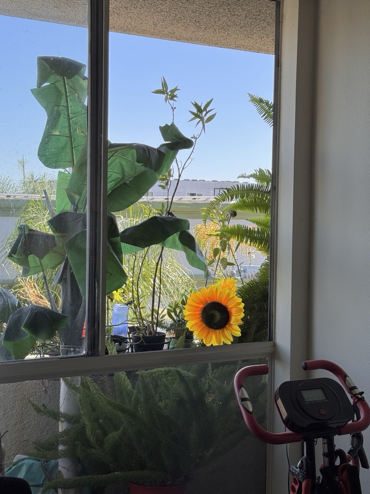 Stunning super bright Intense yellow sunflower decoration. Light Up Your Life !