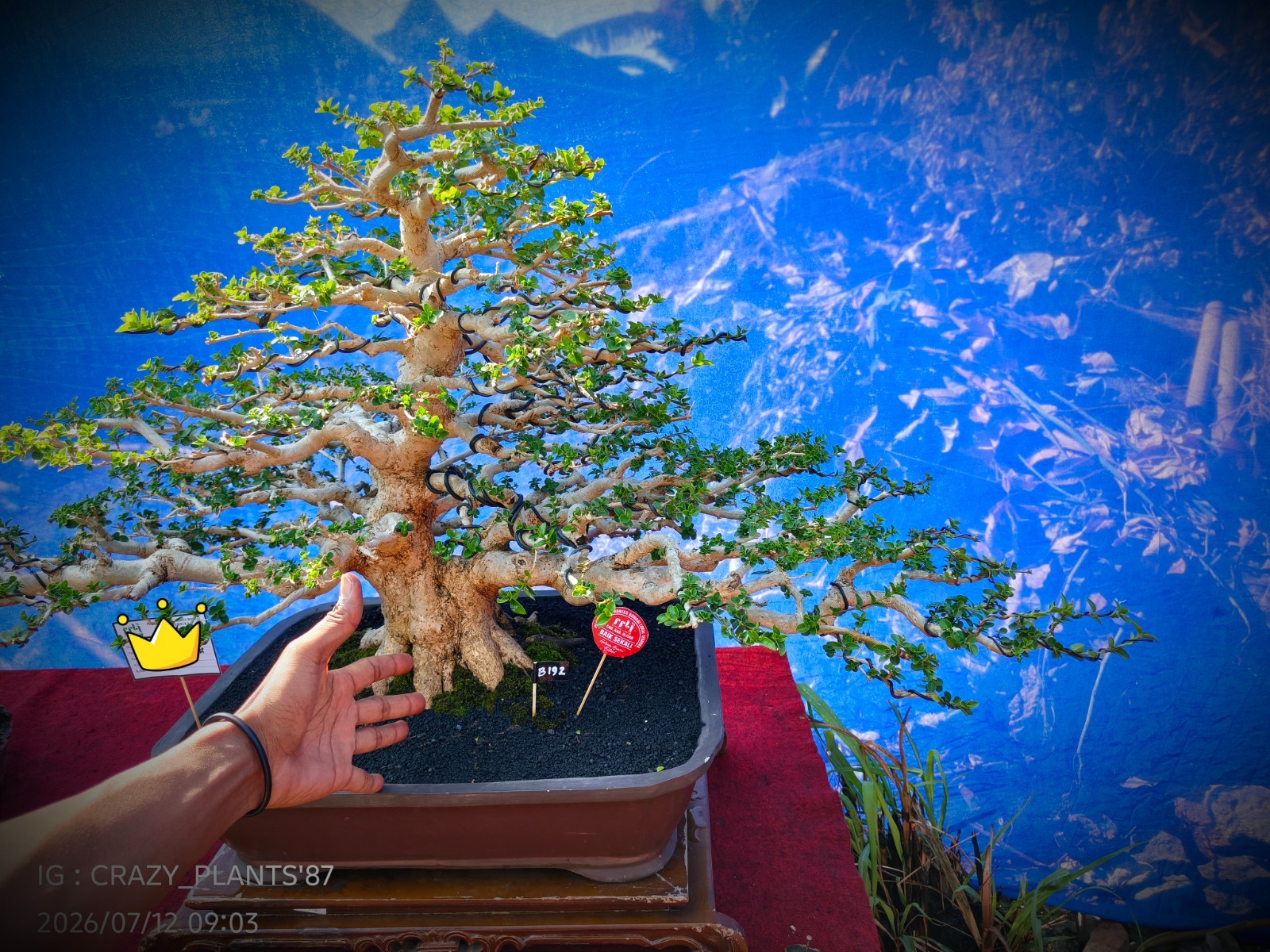 Premna Microphylla Bonsai Tree -Real- Large Size – For Bonsai Tree Collectors.