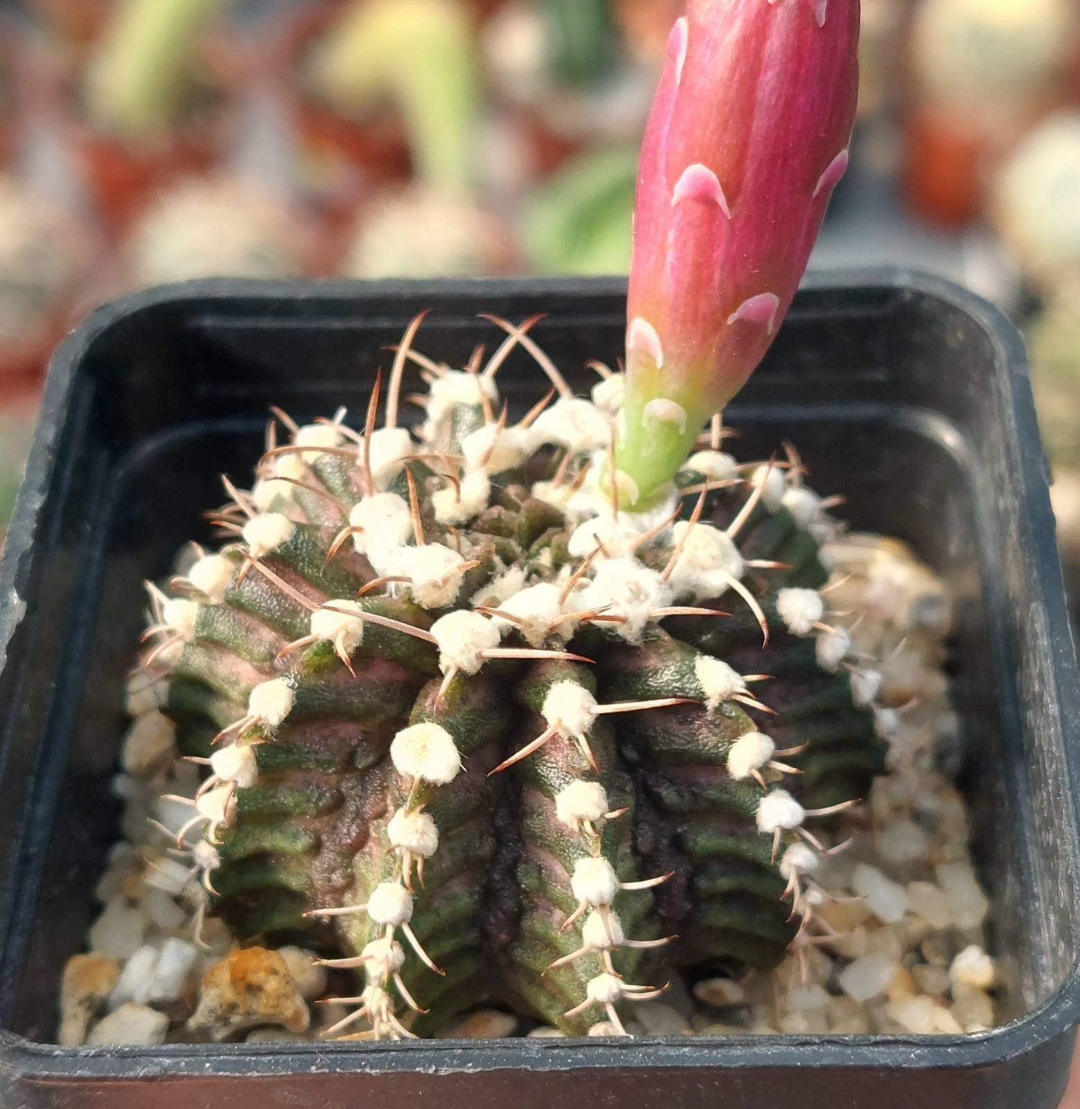 Gymnocalycium mihanovichii ‘T-Rex’ hybrid mix 100seeds harvest 2025