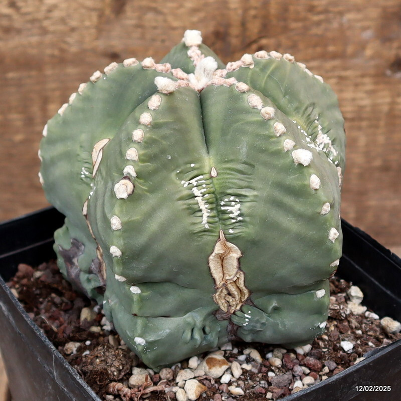 D3028 ASTROPHYTUM MYRIOSTIGMA FUKURYU NUDUM pot14-H9-W11 cm MaMa Cactus