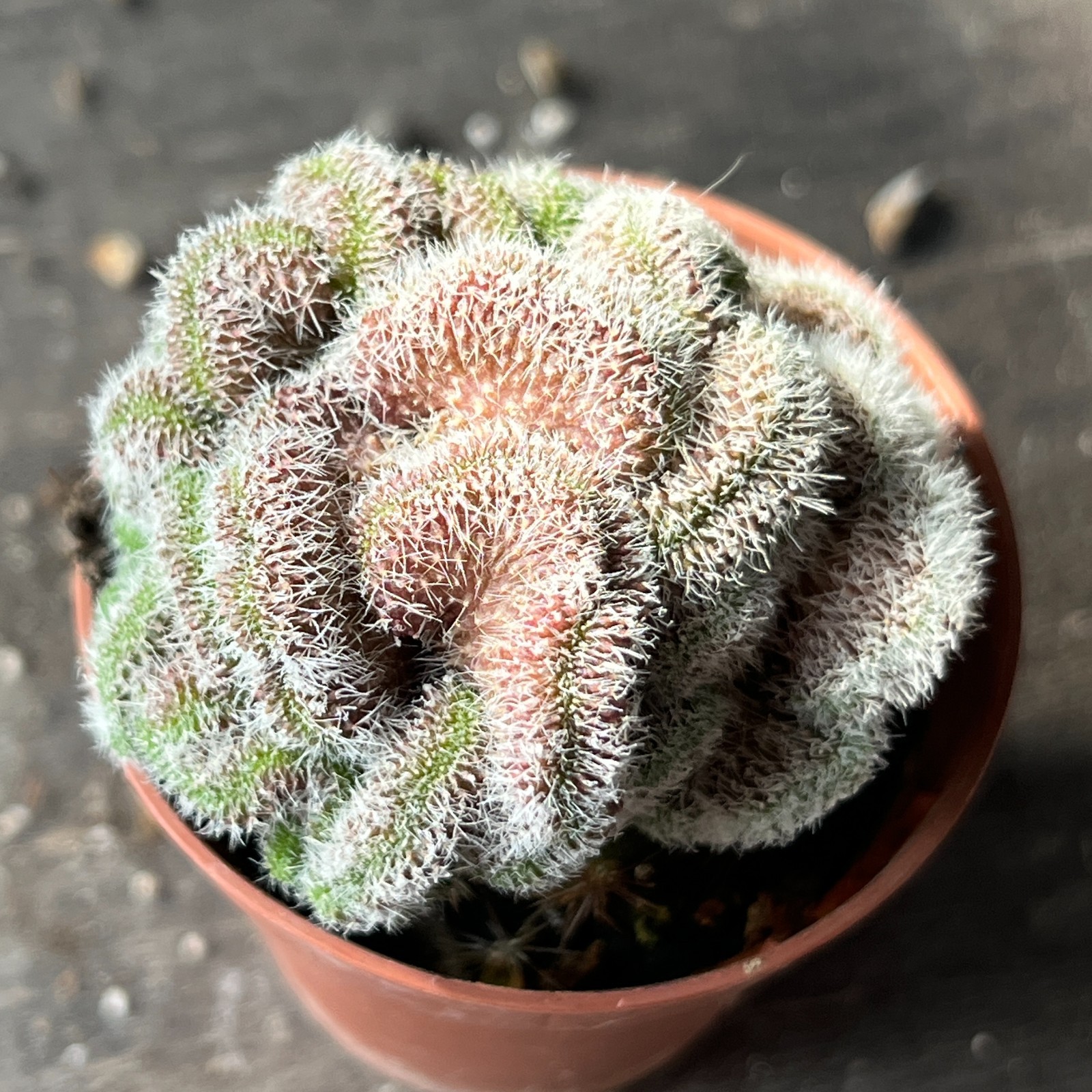 A10-1002 Mammillaria camptotricha cv. “YOKAN” (Grafted)