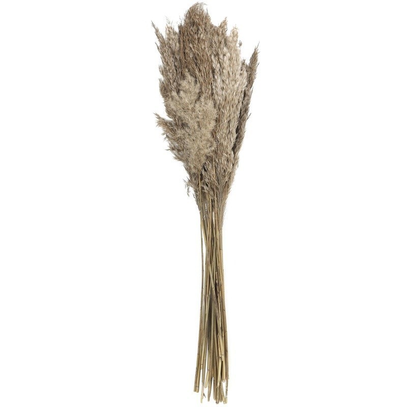 Dried Pampas Grass Bouquet 35 Inch Long Stems Natural Foliage Indoor Decor New