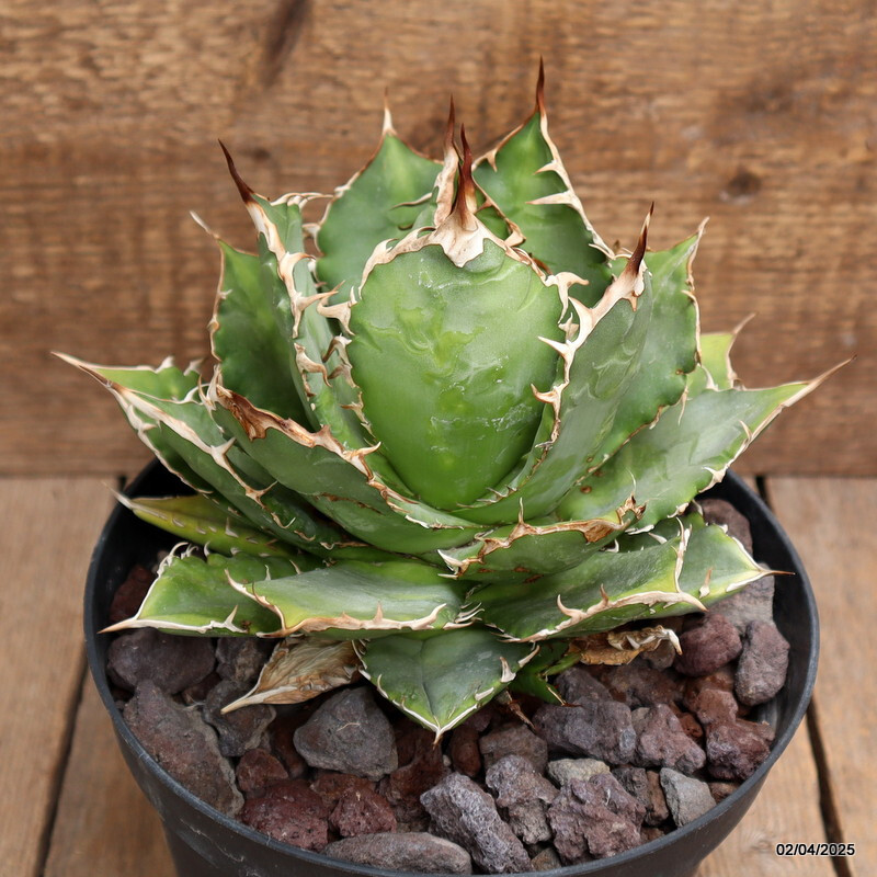 D162 AGAVE TITANOTA pot18-H15-W19 cm MaMa Cactus