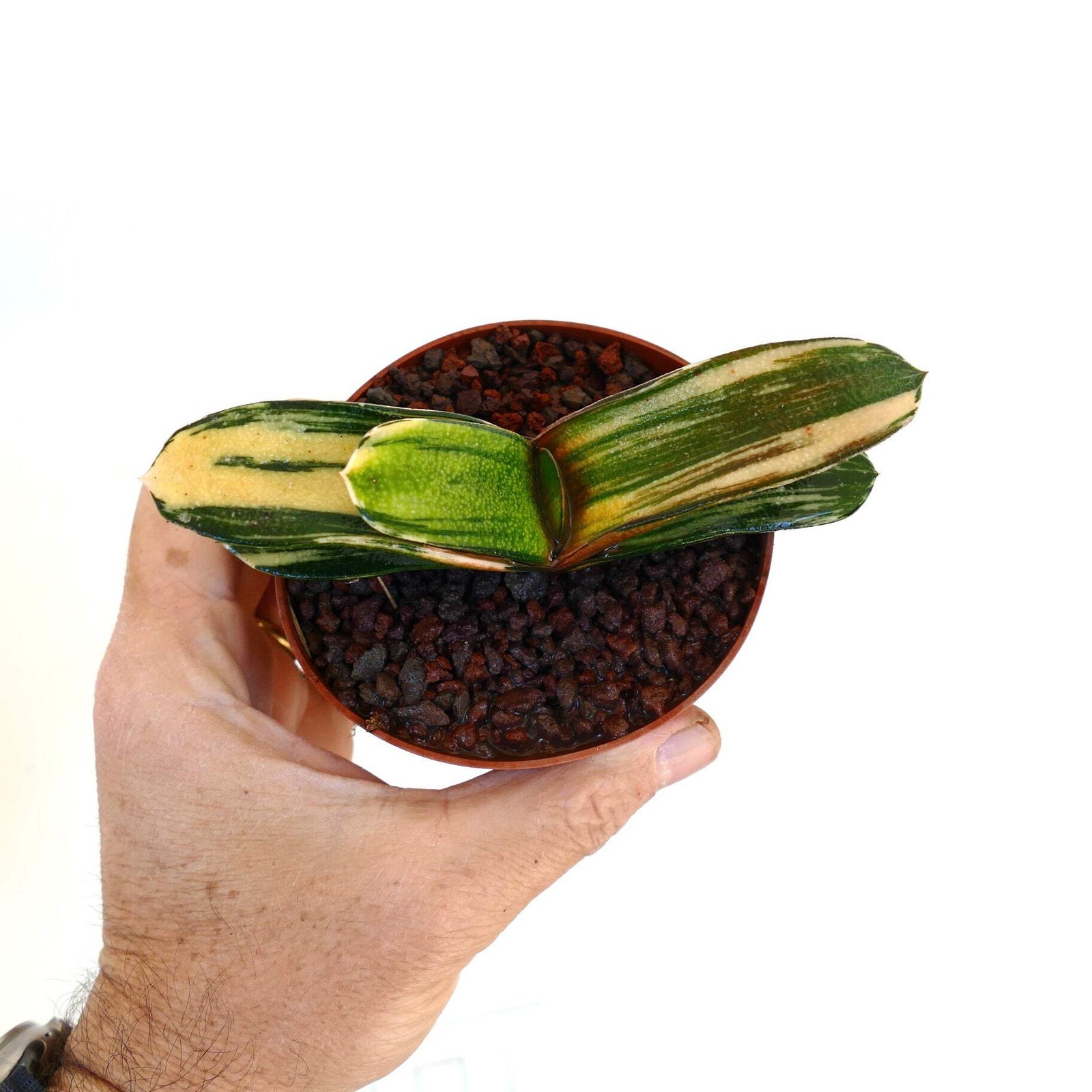 Gasteria pillansii x batesiana YELLOW VARIEGATED – Ox Tongue | Lawyer’s Tongue