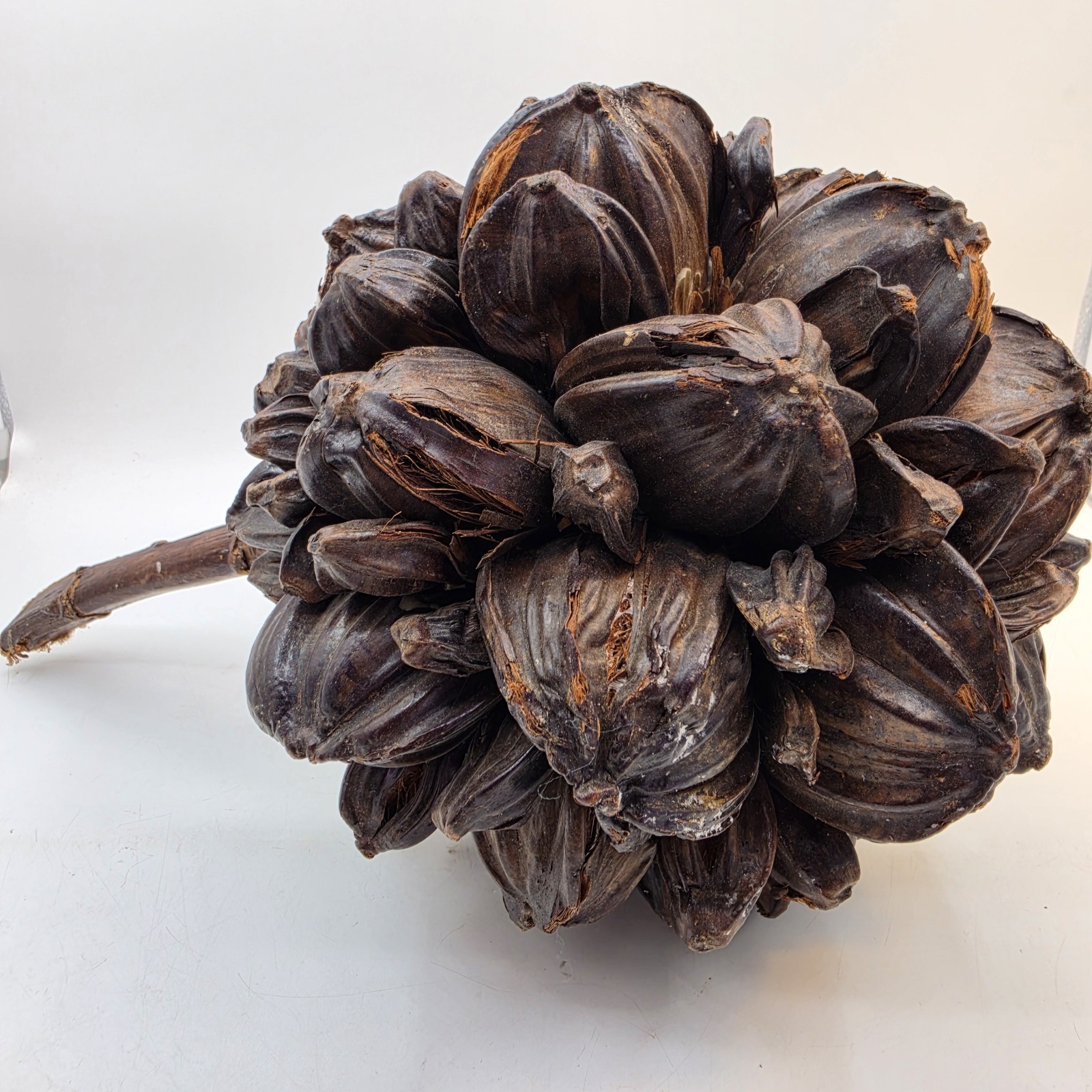 Vietnamese Water Coconut Nipa Palm Fruit Cluster Seed Pod Nypa Fruticans HTF US