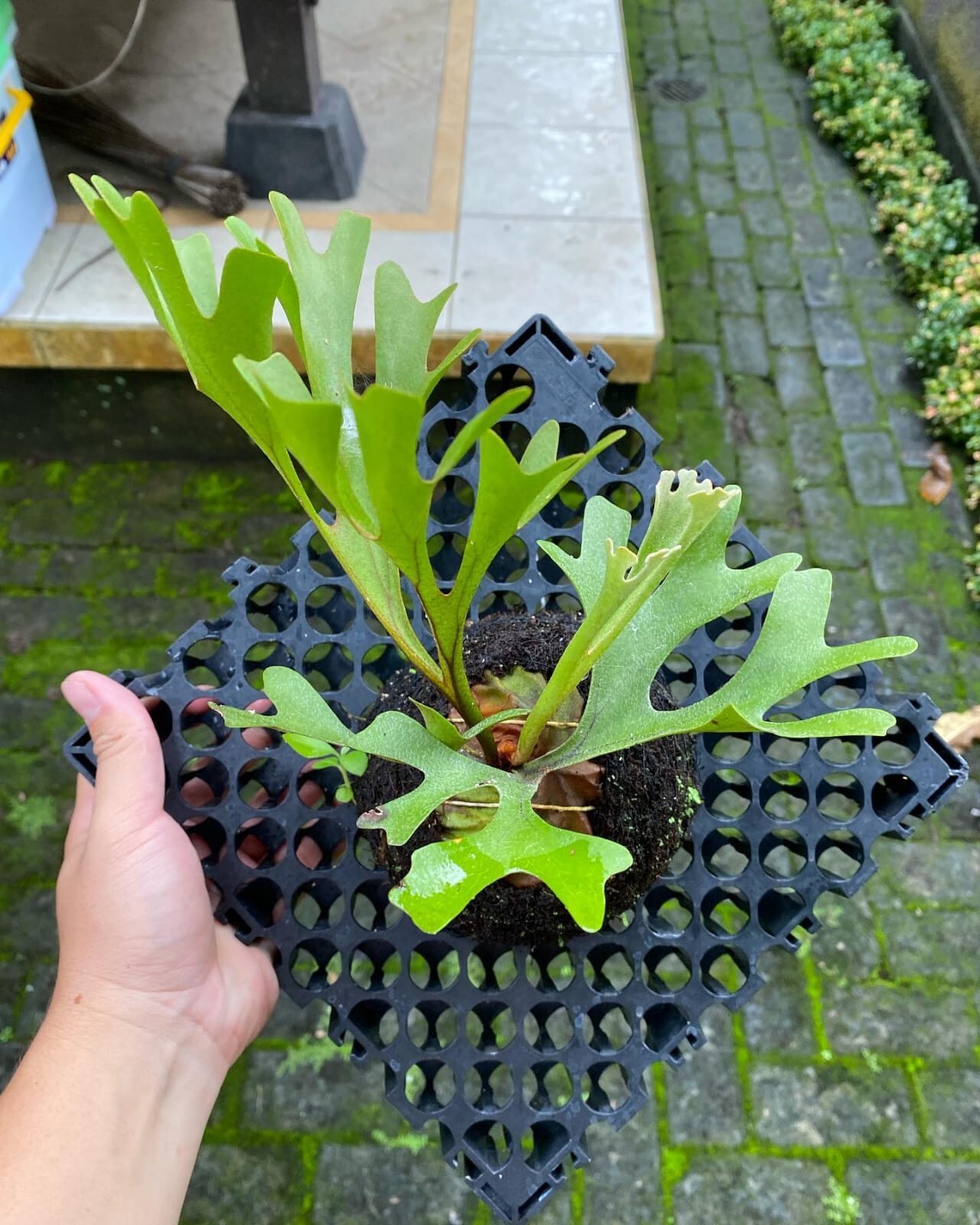 Platycerium Ridleyi + Phytosanitary Cert