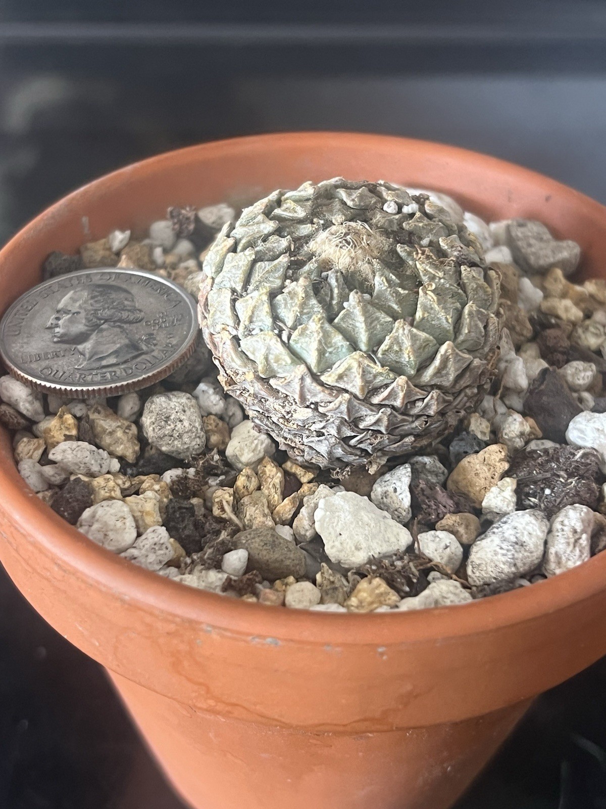 pelecyphora Strobiliformis own root