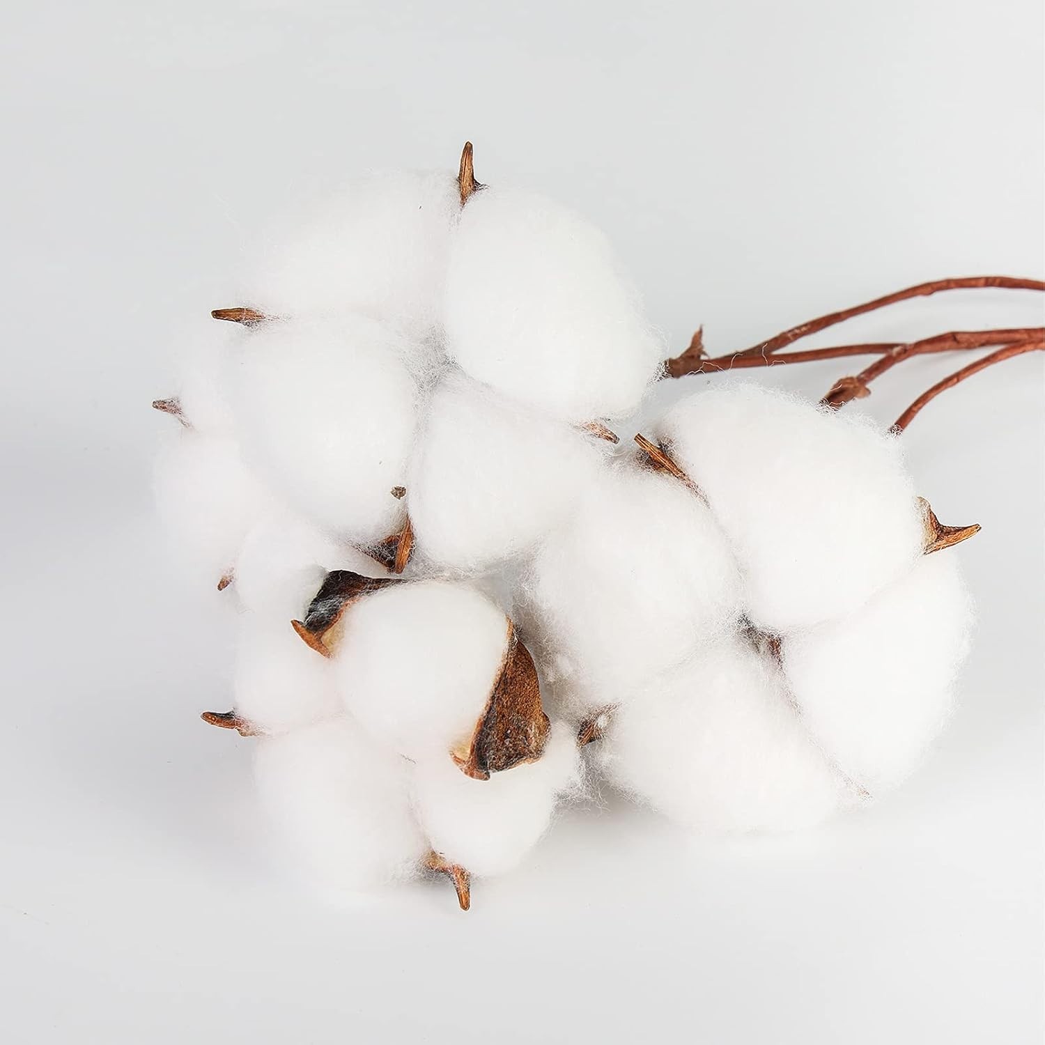 “DomeStar 30PCS Natural Dried Cotton Stems 15″” Tall, Rustic Cotton Sprigs for V