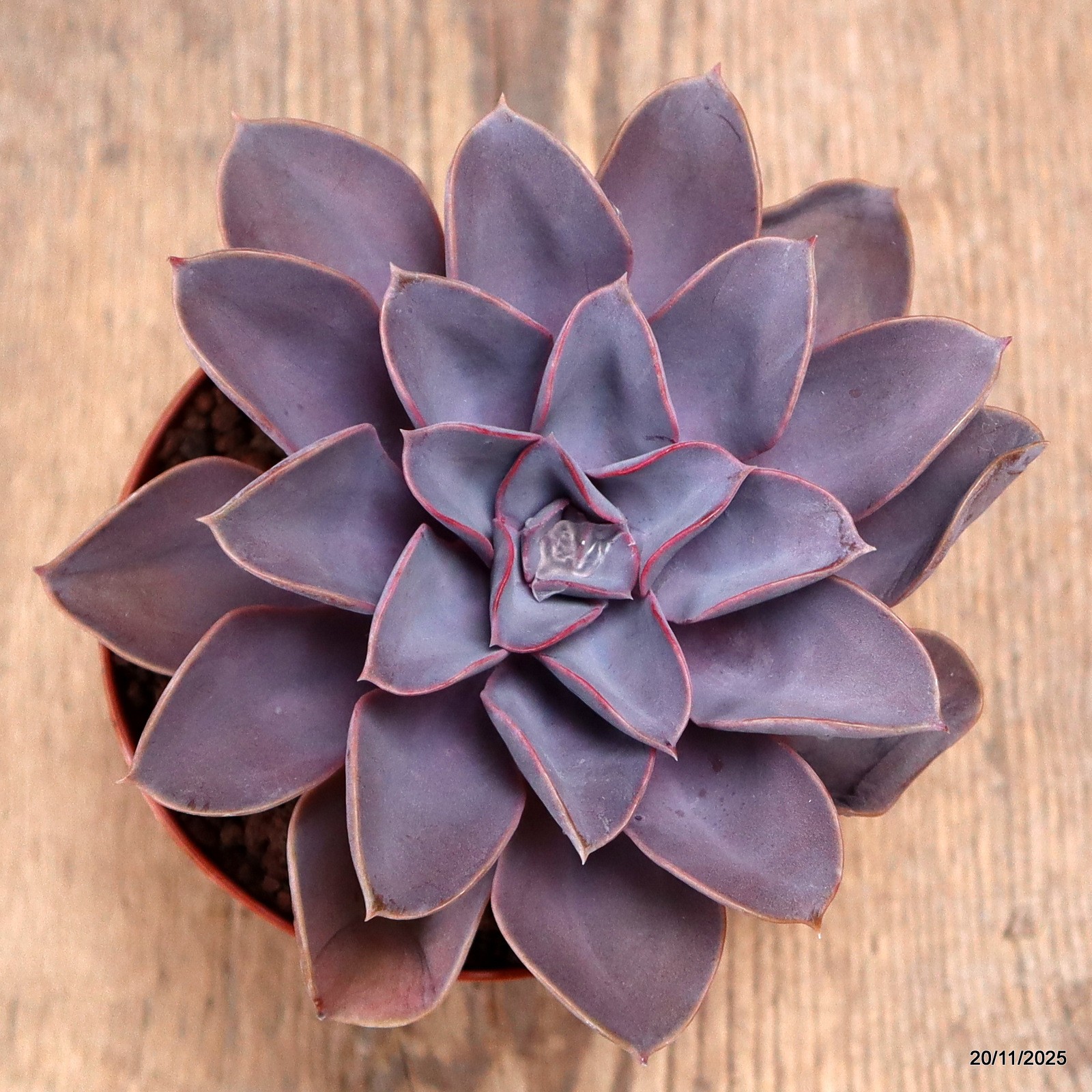 D7454 ECHEVERIA PERLA DI NORIMBERGA pot10-H7-W13 cm MaMa Cactus