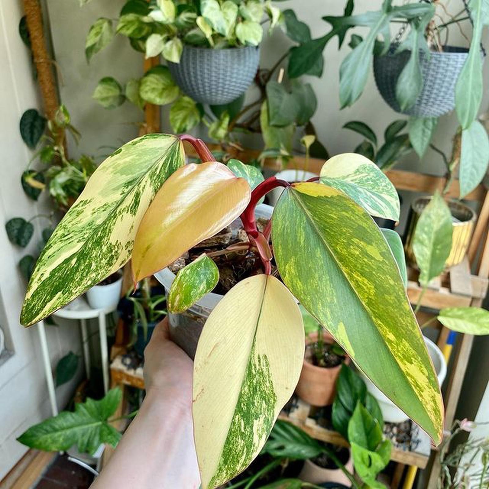 Philodendron Strawberry Shake Variegated – Mint Marble Live Plant Grow in Pot
