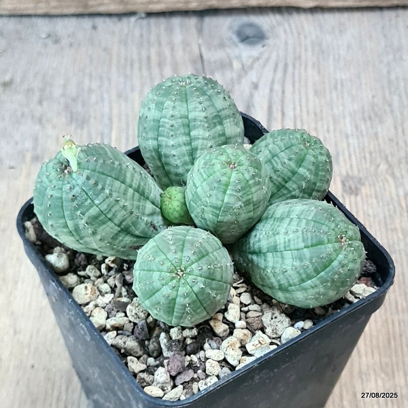 D6191 EUPHORBIA OBESA MULTIHEADS pot8-H5-W9 cm MaMa Cactus
