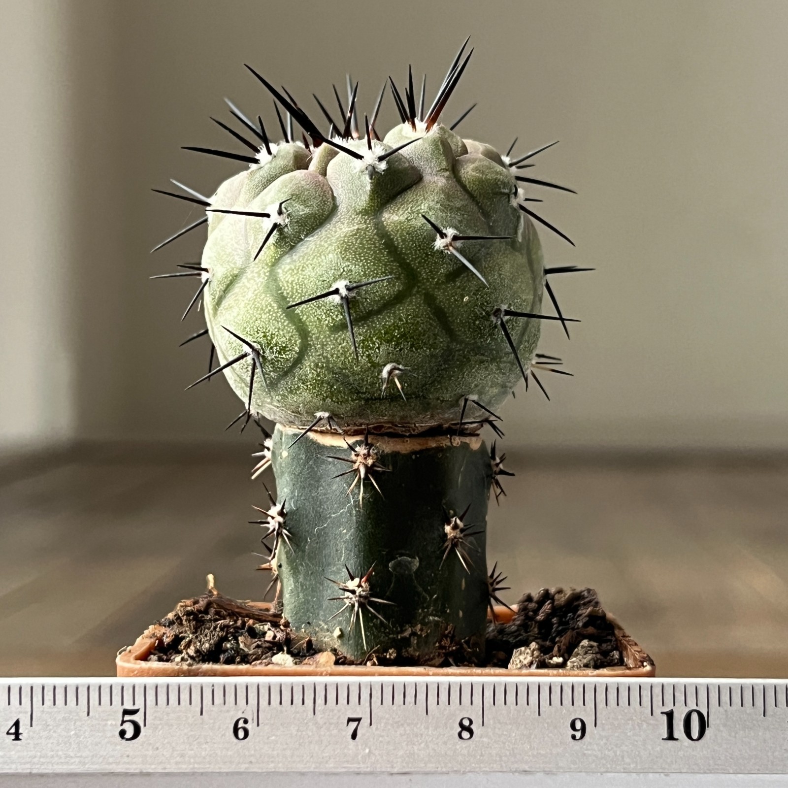 A3-405 Copiapoa cinerea HR1032, La Quinta, Super Black sp, Dark Body, white coat