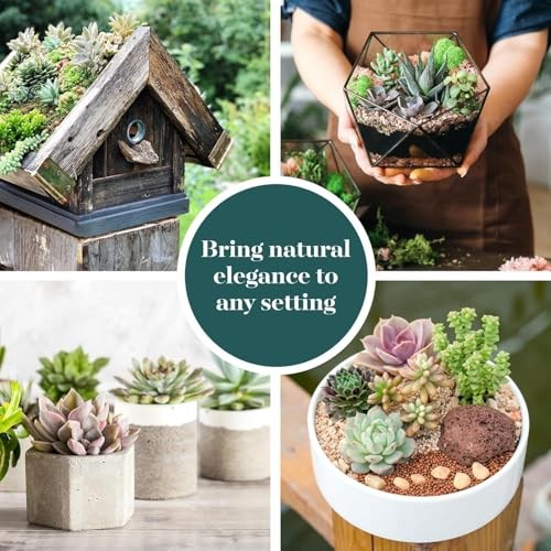 Succulent Bulk Plant Pack Collection – Live Mini Succulent 64 Pack Coastal