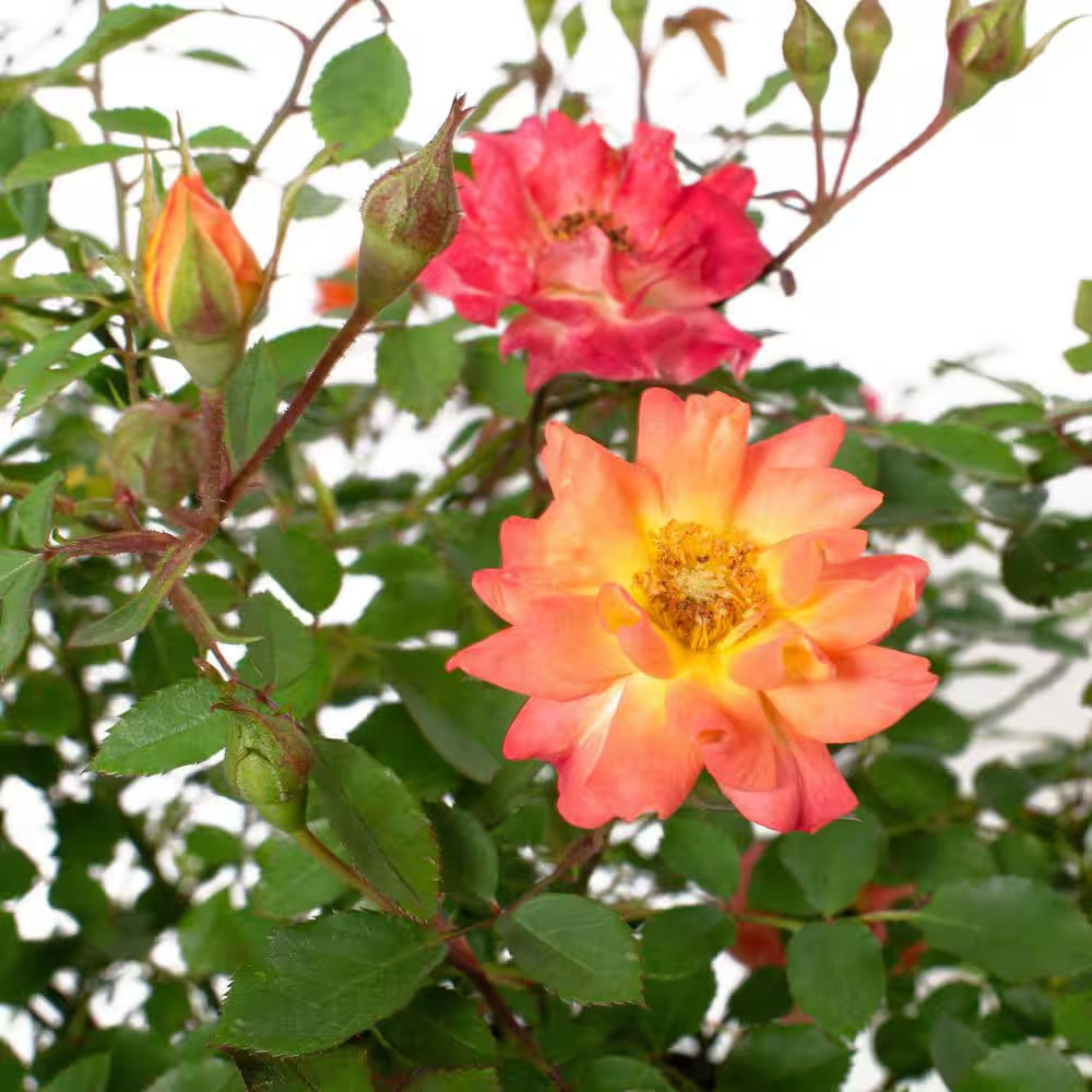 2.5 In. Rose Miniature Orange Honey with Orange Flowers (8-Pack)