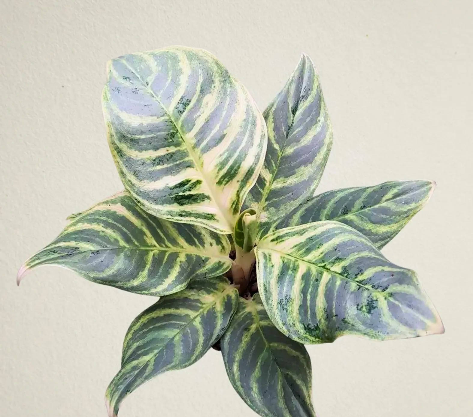 Real Picture Aglaonema Silver Curly Rare Plant
