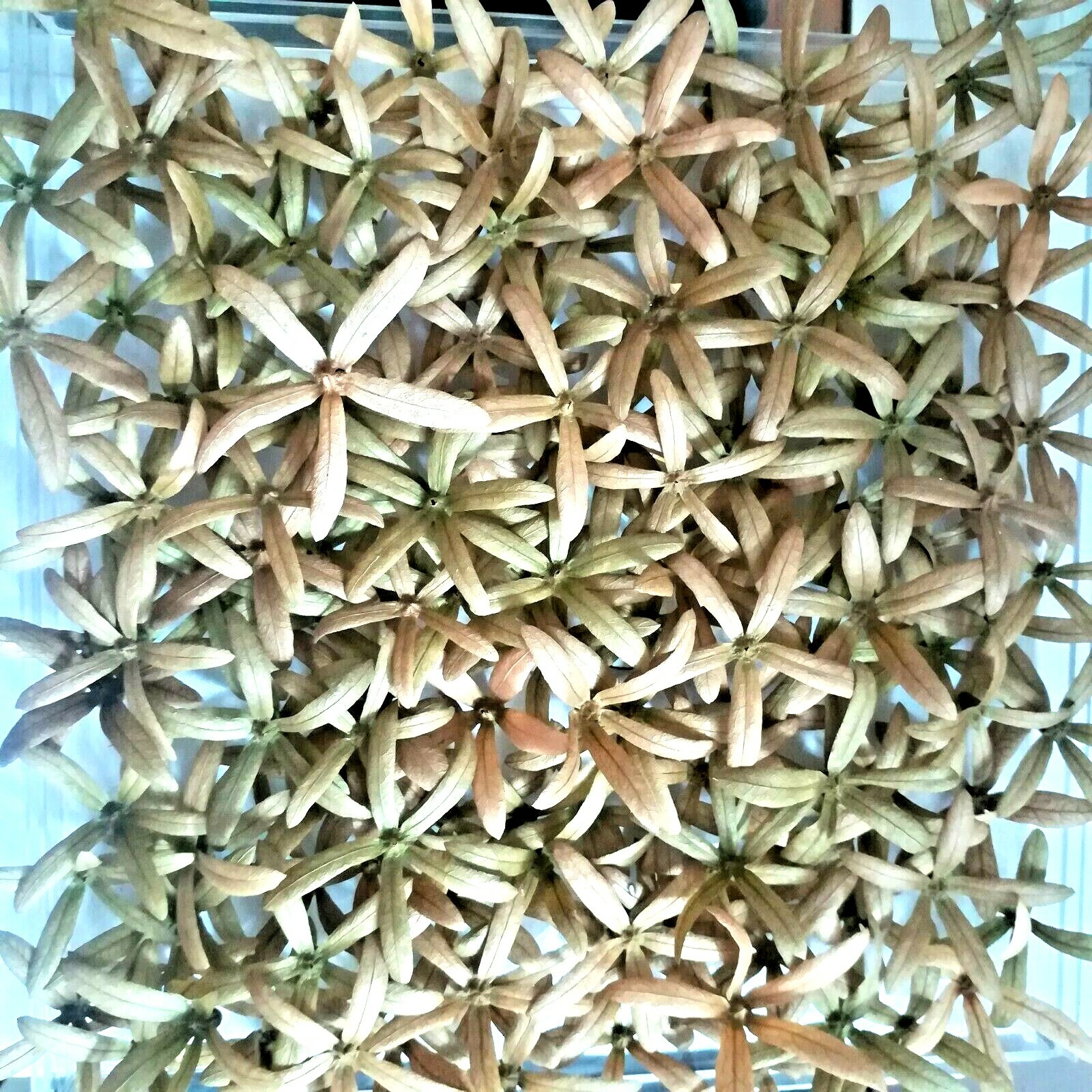 120Pcs 5Petal 3D Ceylon Garden Organic Pressed Flowers Home Décor Fancy Art New