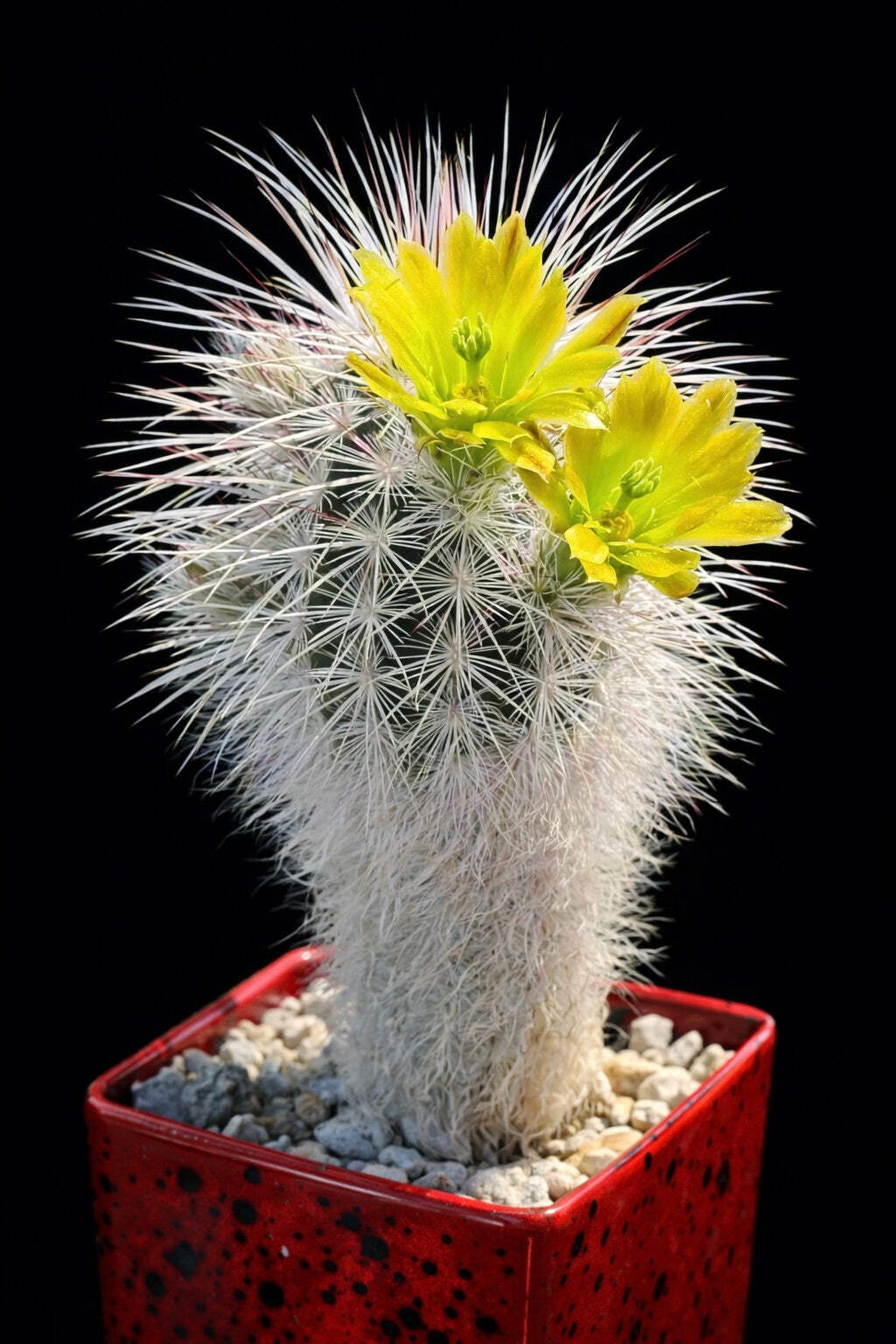 Echinocereus viridiflorus 10 SEEDS – Rare Cactus SEEDS