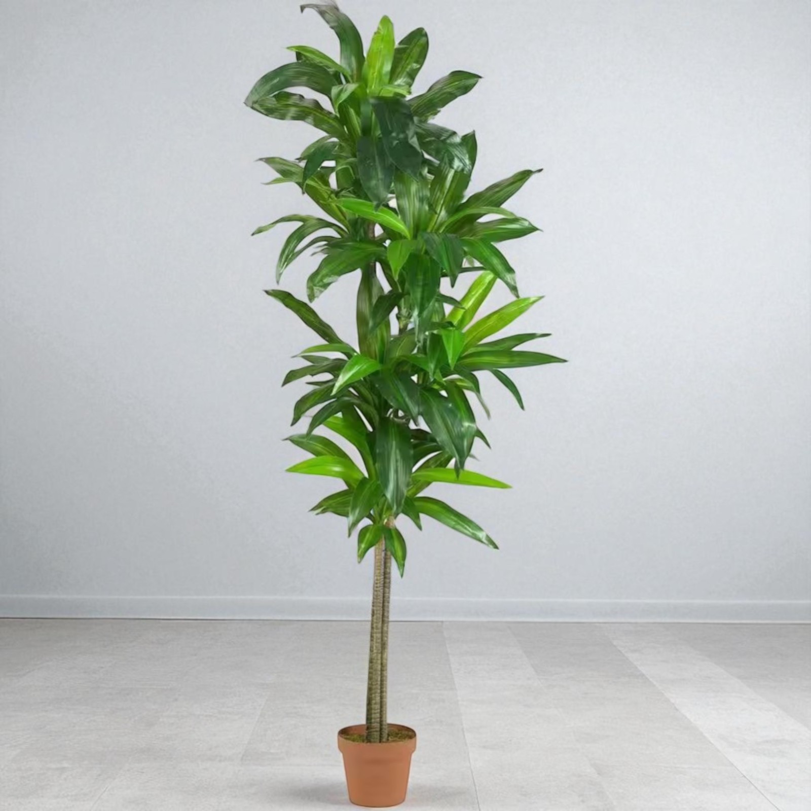 Nearly Natural Artificial Dracaena Silk Plant 6 ft. Height Classic Brown Pot