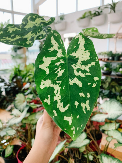 Alocasia Hilo Beauty Elephant Ears Plug | Caladium Indoor & Outdoor House Plant