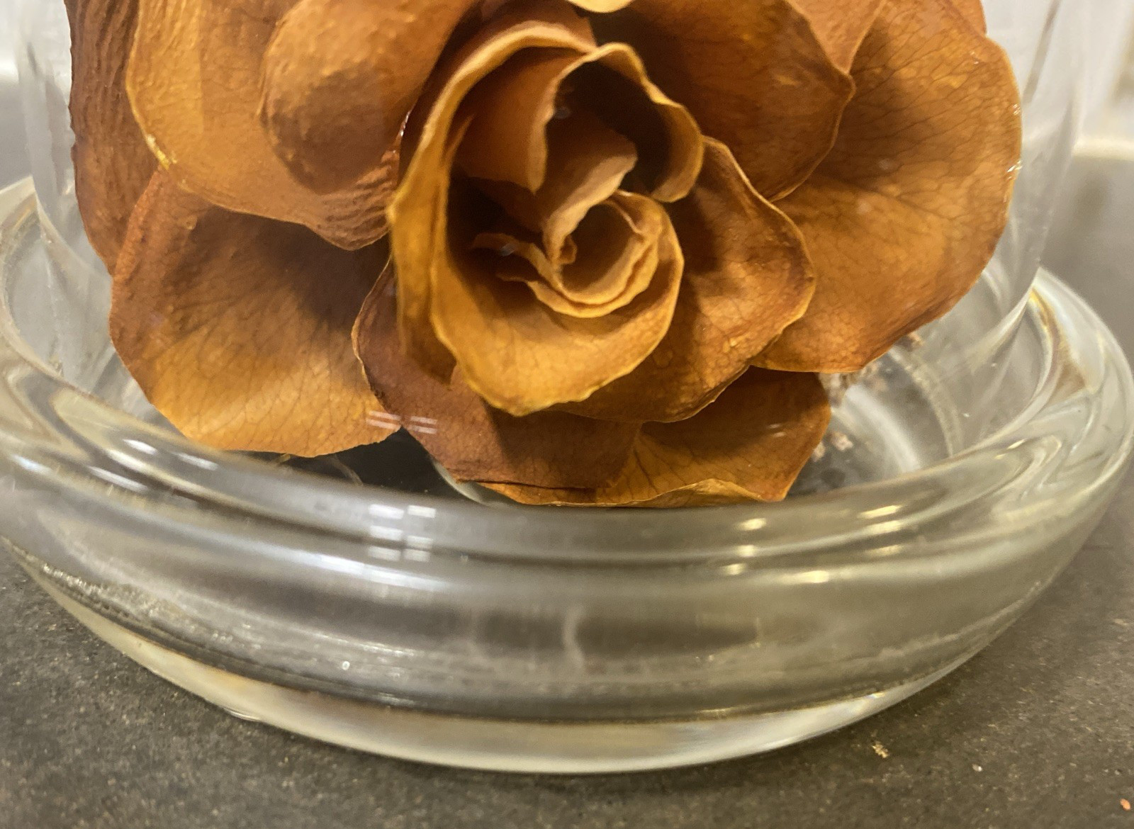 Colorado Naturals Dried Rose Floral Glass Dome Display with Glass Humming Bird