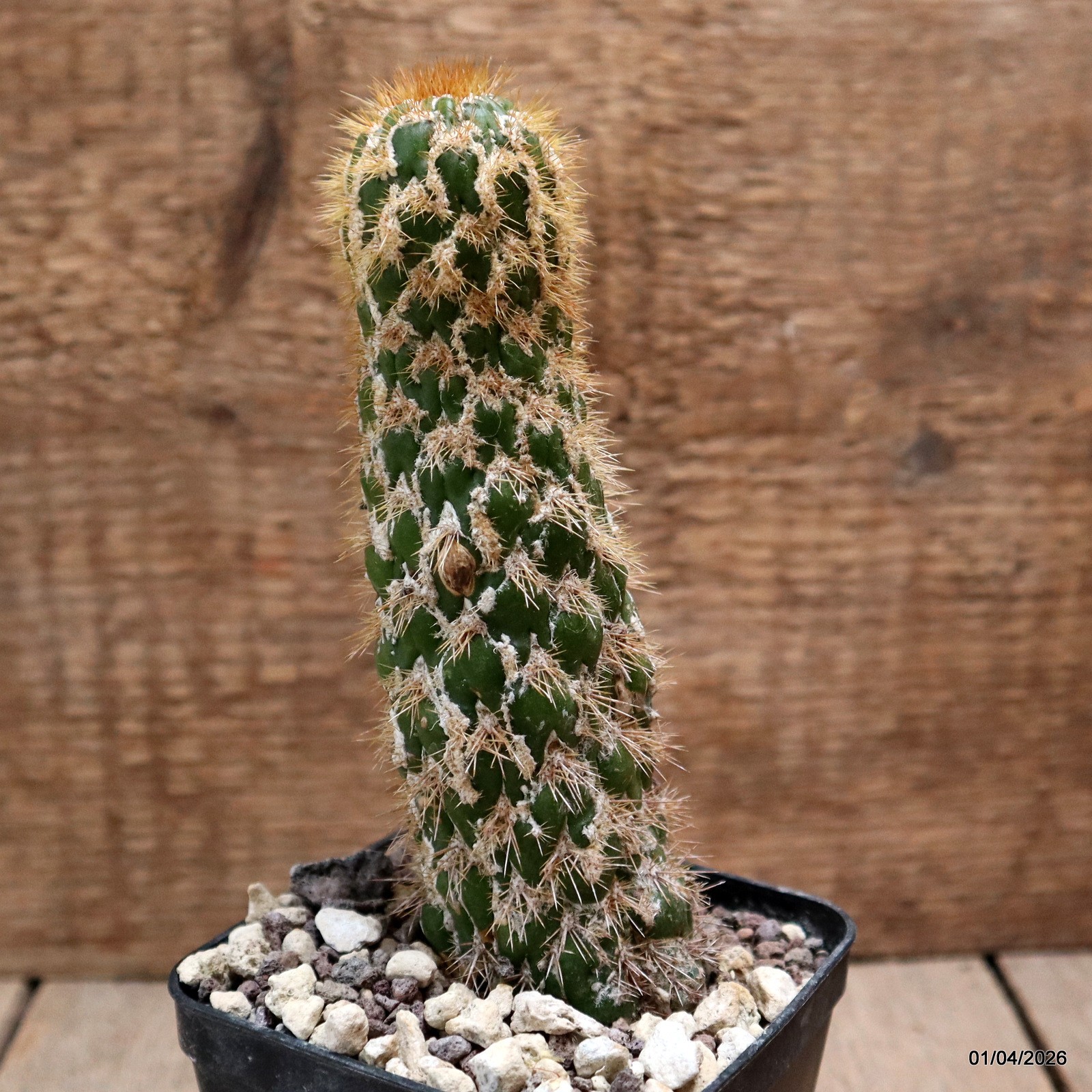 D8160 CEREUS SPACHIANUS MONSTER pot8-H15-W4 cm MaMa Cactus