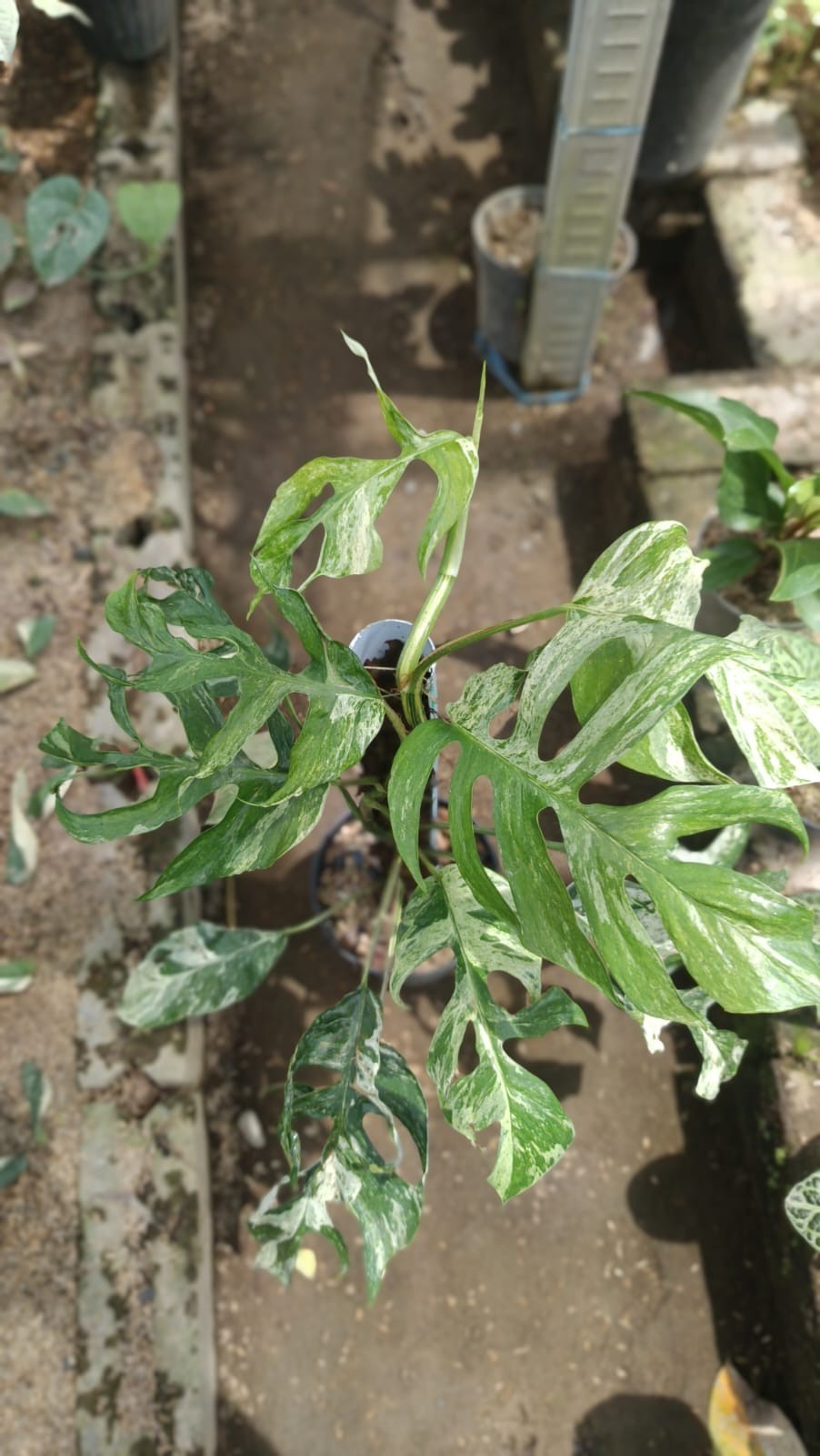 Real Picture Epipremnum Pinnatum White Monster Variegated Big Size