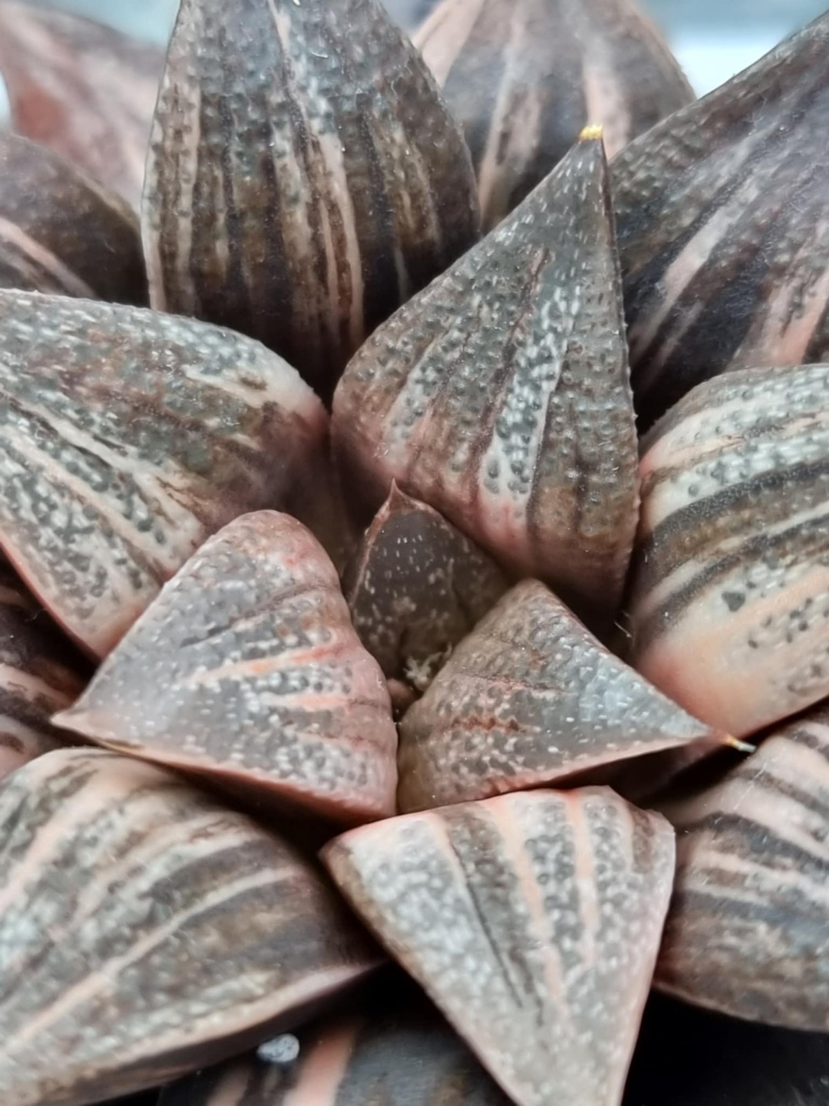 ็Haworthia Splendens Lady Rose Variegated Rare Live Plant_Succulents_EU Seller