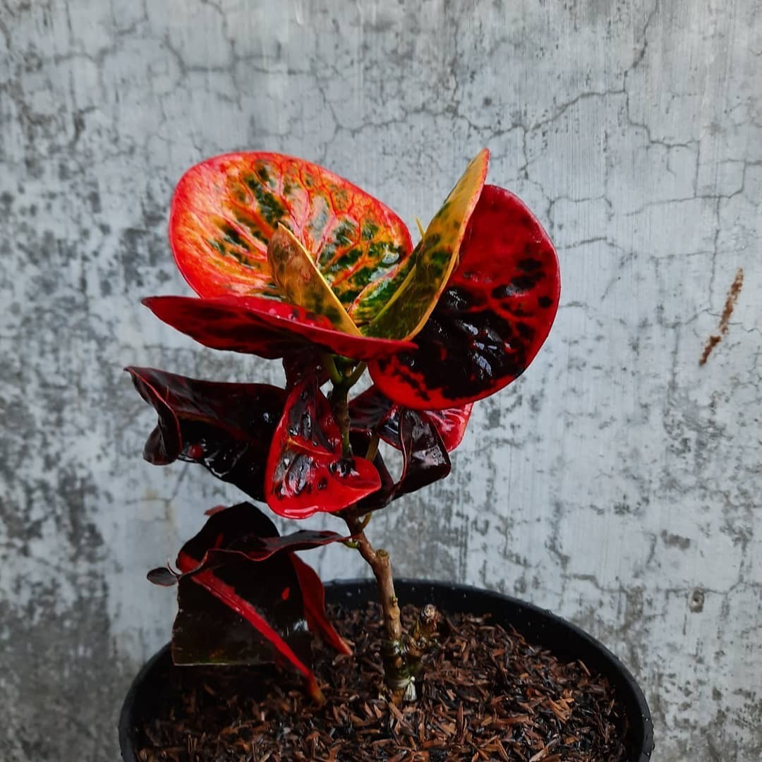 Croton Red Apple – Colorful Codiaeum Variegatum Tropical Foliage Plant