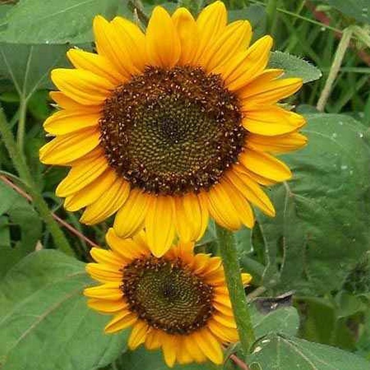 Flower DWARF Sunflower_Giant Single_Helianthus annuus_50 seeds_bag pack