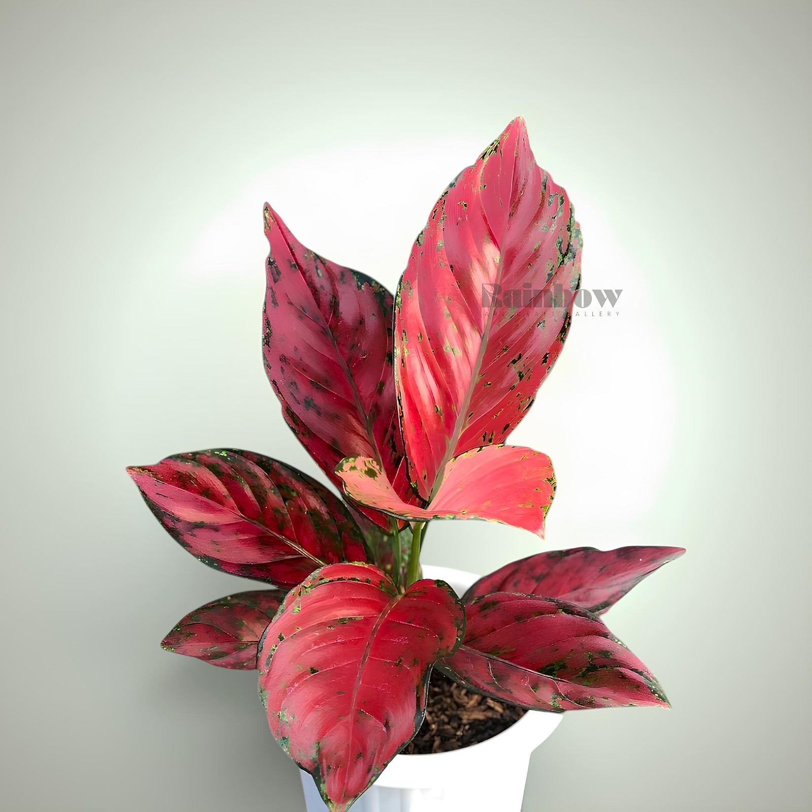 Aglaonema Red Venus Beatiful Ornamental Plant