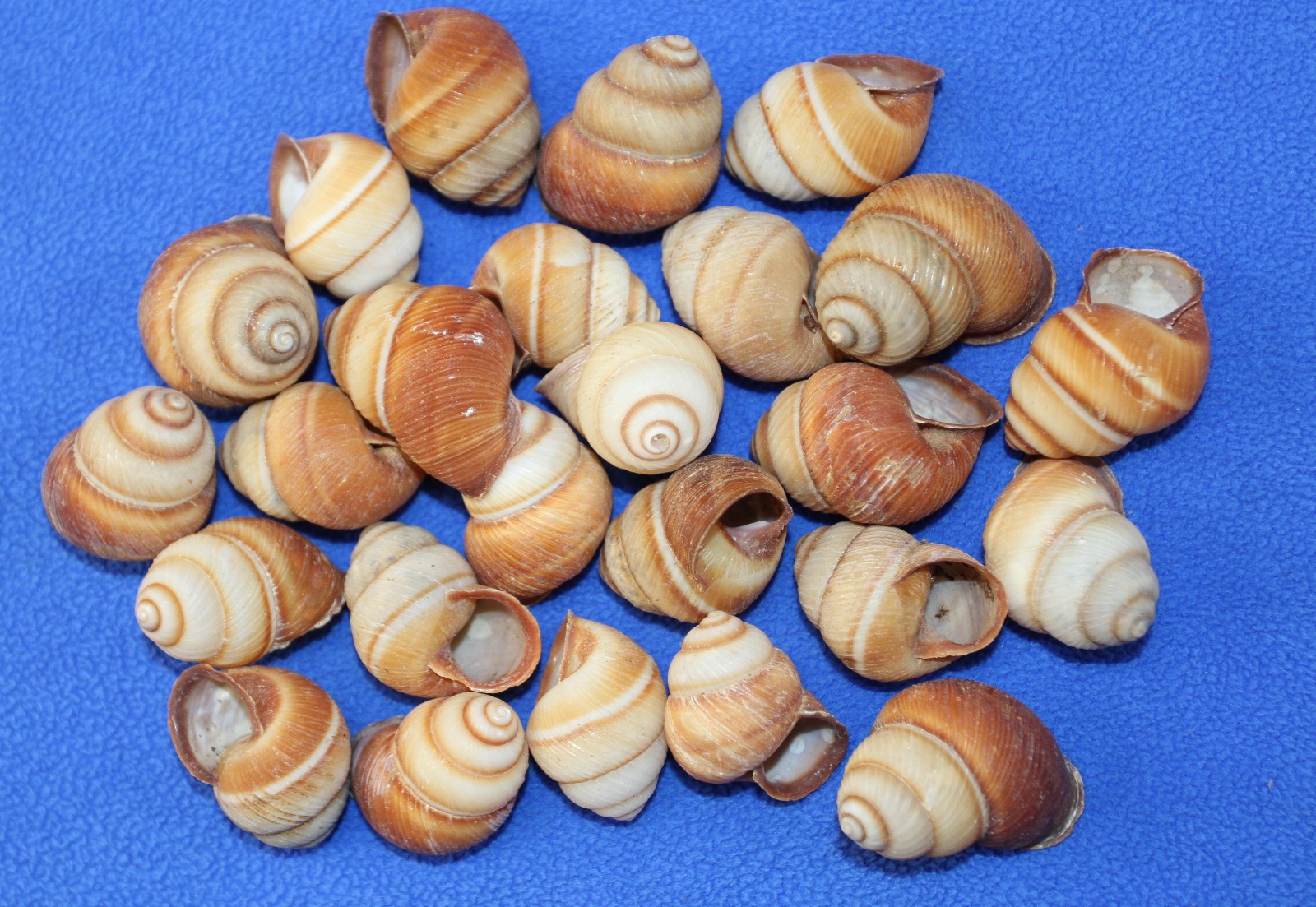 25-BROWN LAND SNAILS,Resin Crafts,Wreath Supply,mosaic supply,gifts SS-588