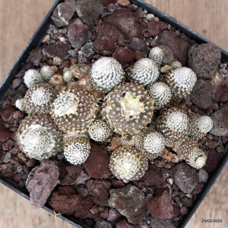 D3333 COPIAPOA LAUII pot12-H3-W10 cm MaMa Cactus
