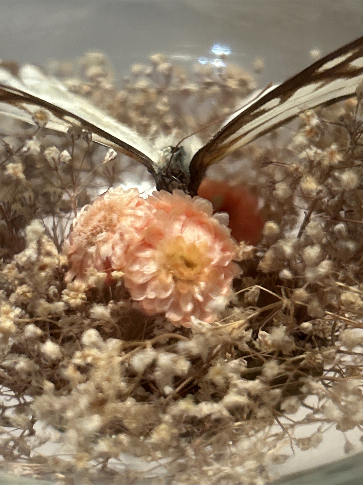 Vintage Real Butterfly Terrarium Boho MCM Cottagecore 8 3/4” H Floral Excellent