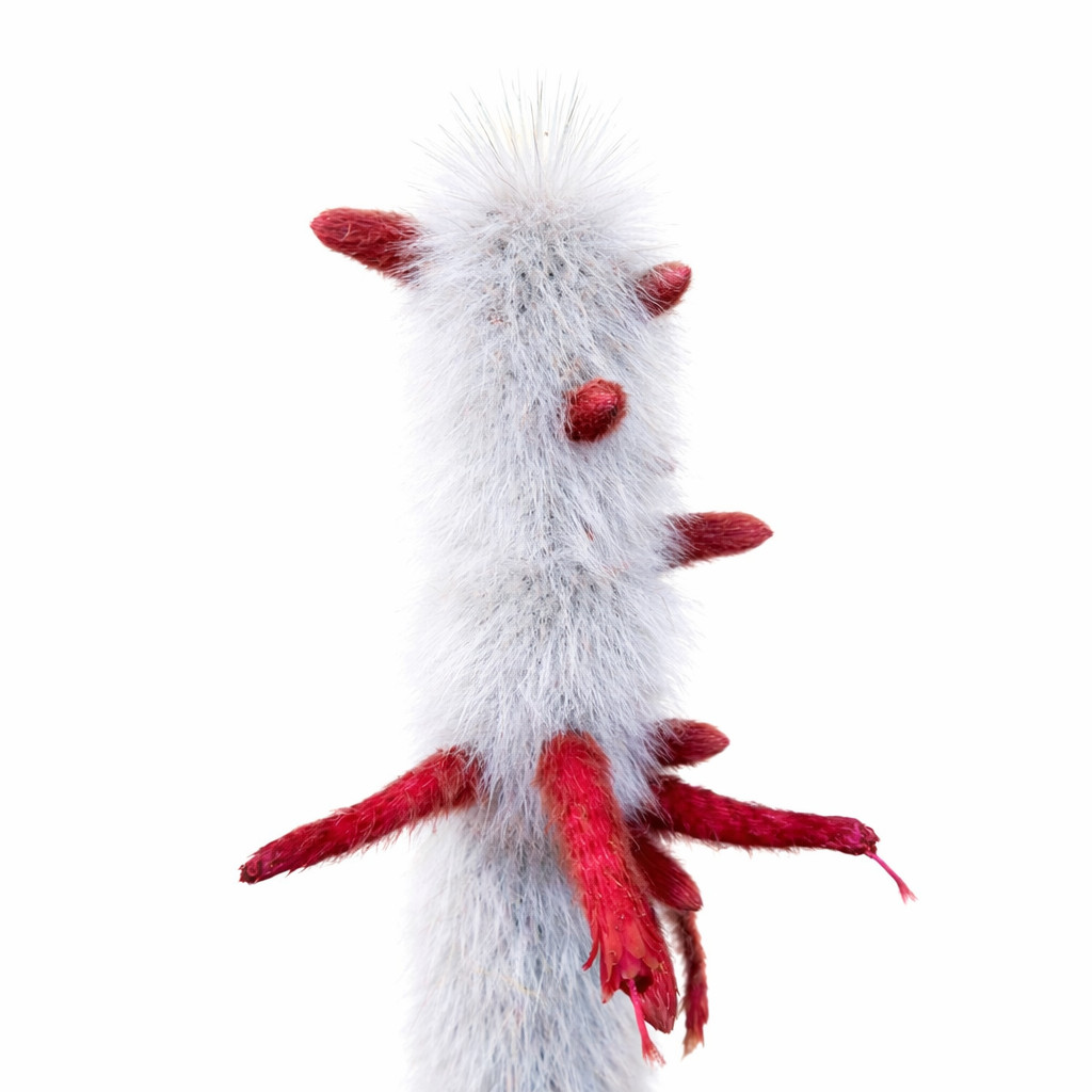 Cleistocactus strausii 10 SEEDS – Silver torch | Woolly torch
