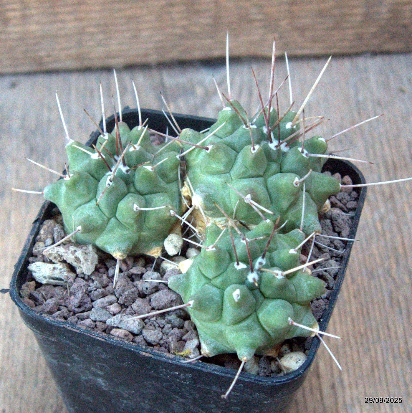 D6754 THELOCACTUS RINCONENSIS pot8-H5-W9 cm MaMa Cactus