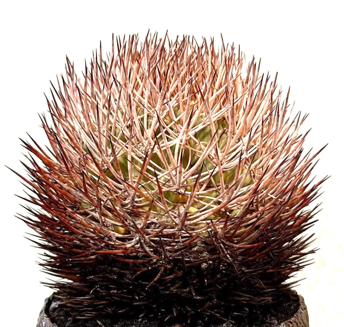 Pyrrhocactus bulbocalyx 10 SEEDS – Bulb cactus | Pyrrhocactus
