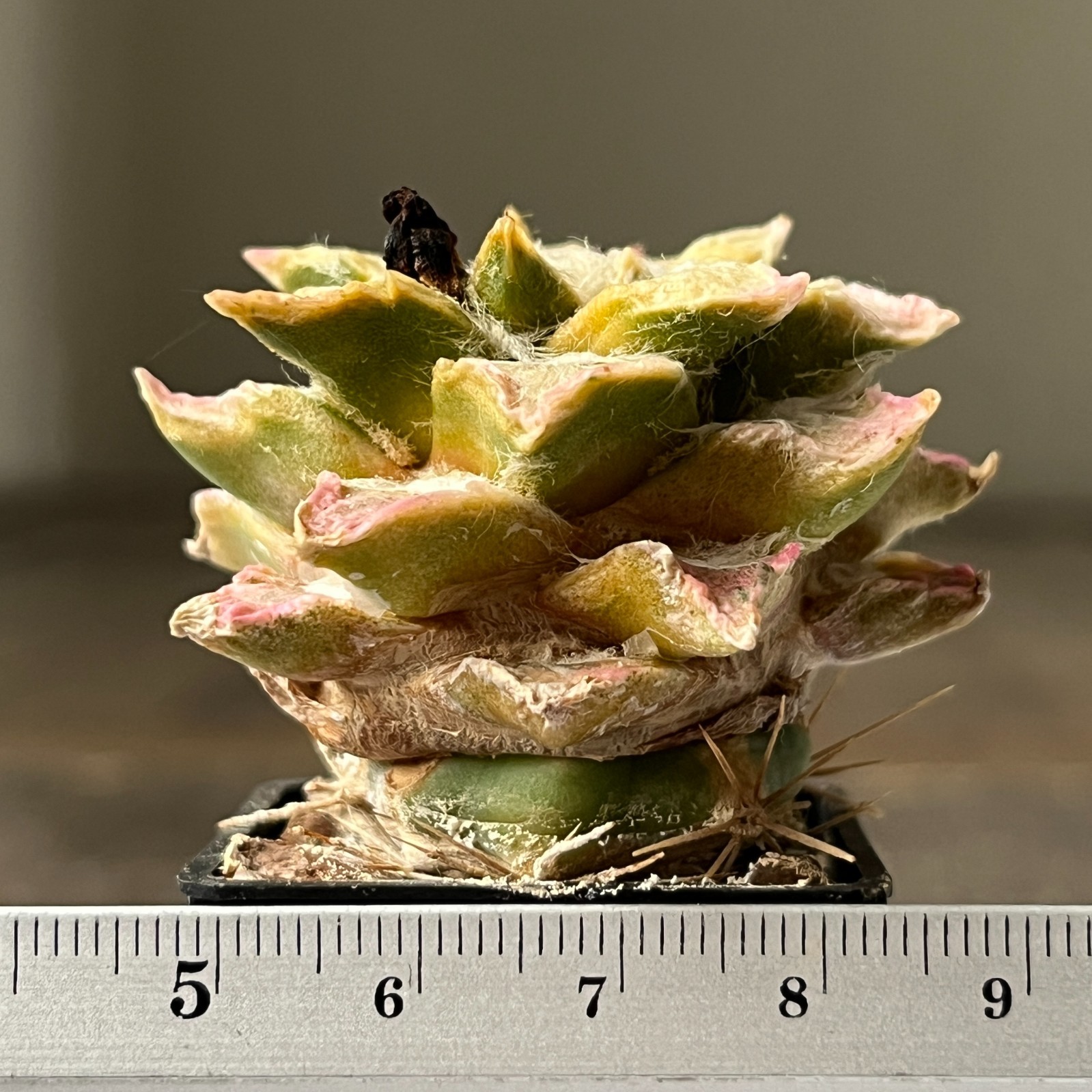 A17-1617 Cactus hybr (ag x kotsch), F2 f. variegata, grafted