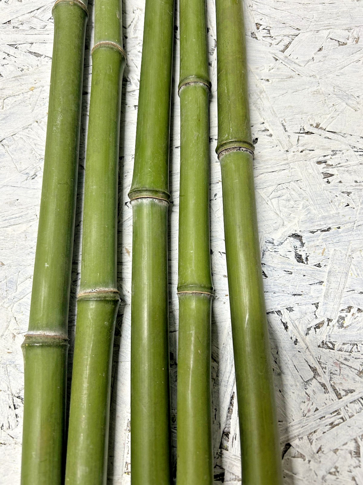 2 PCS 3/4” Diameter Fresh Cut Natural Bamboo For Decor 1ft – 4ft
