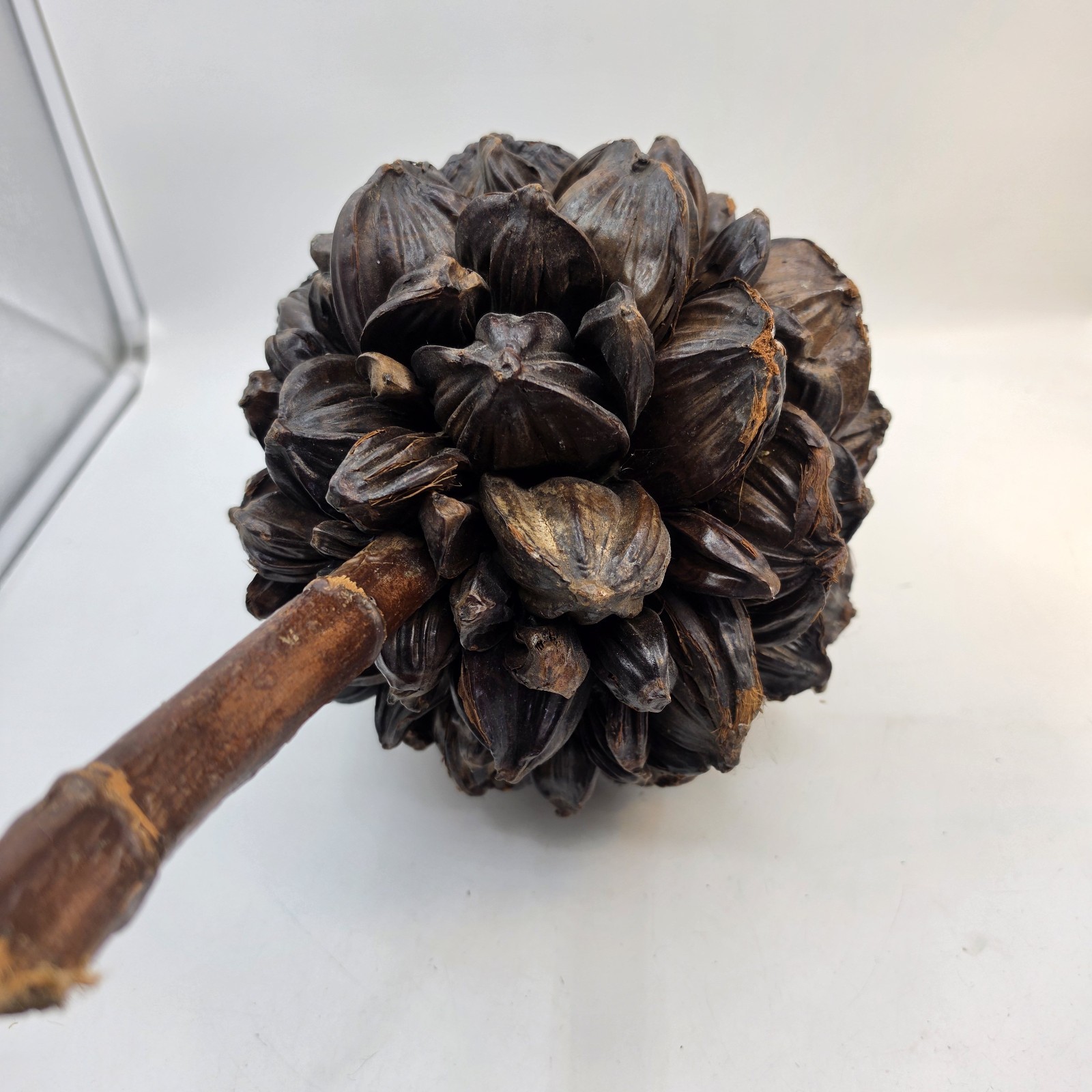 Vietnamese Water Coconut Nipa Palm Fruit Cluster Seed Pod Nypa Fruticans HTF US