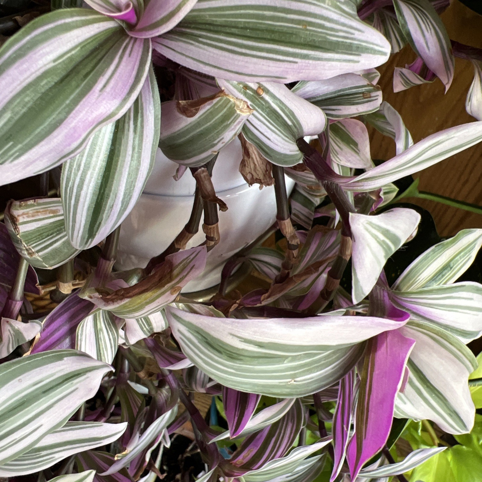 No Root Plant cuttings 13 Different Types Wandering Jew
