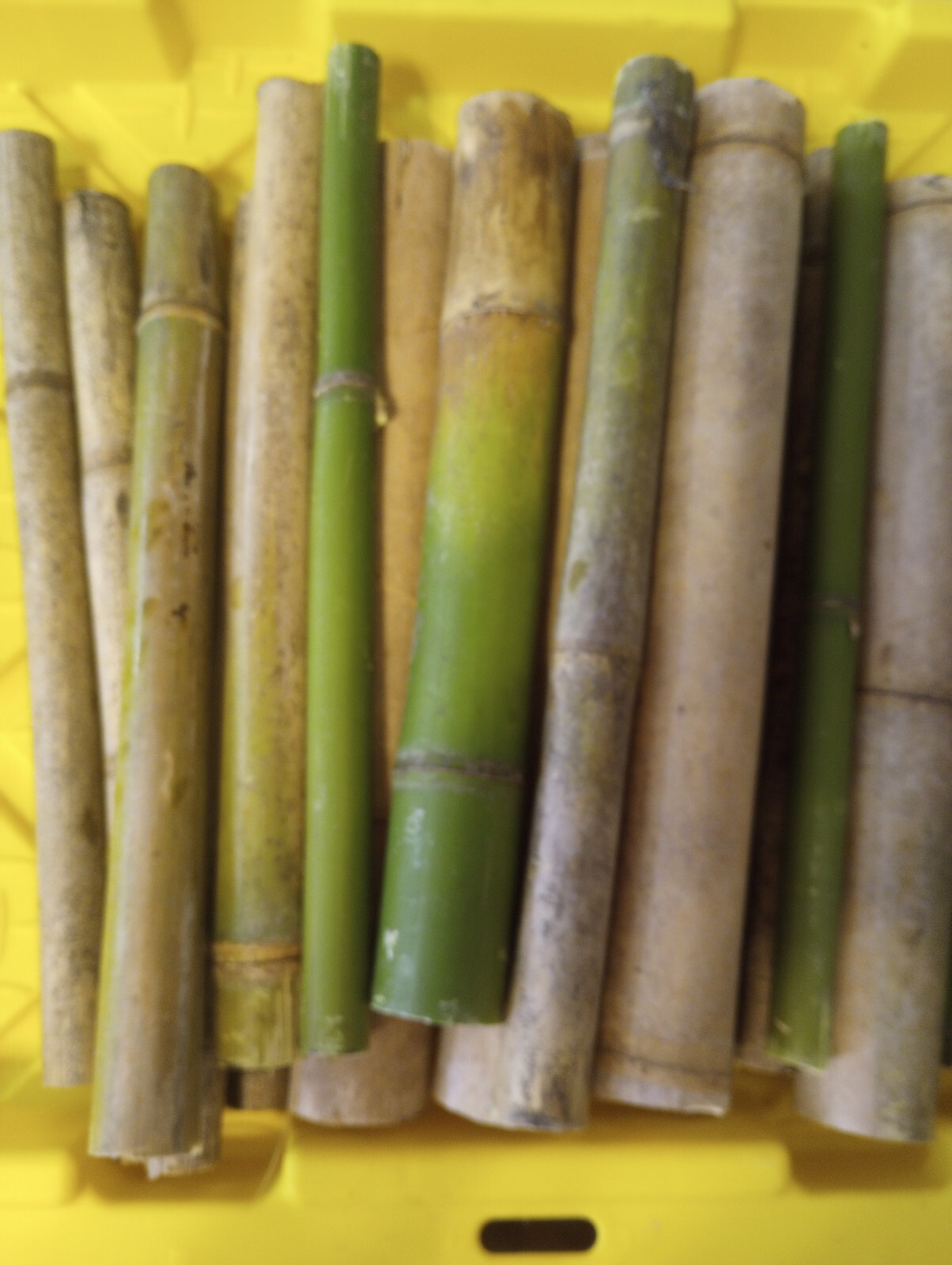 5 Bamboo Stick 1″ Diameter 12″ Long Pieces Pole craft Lot 1′ Long Decor Yard Art