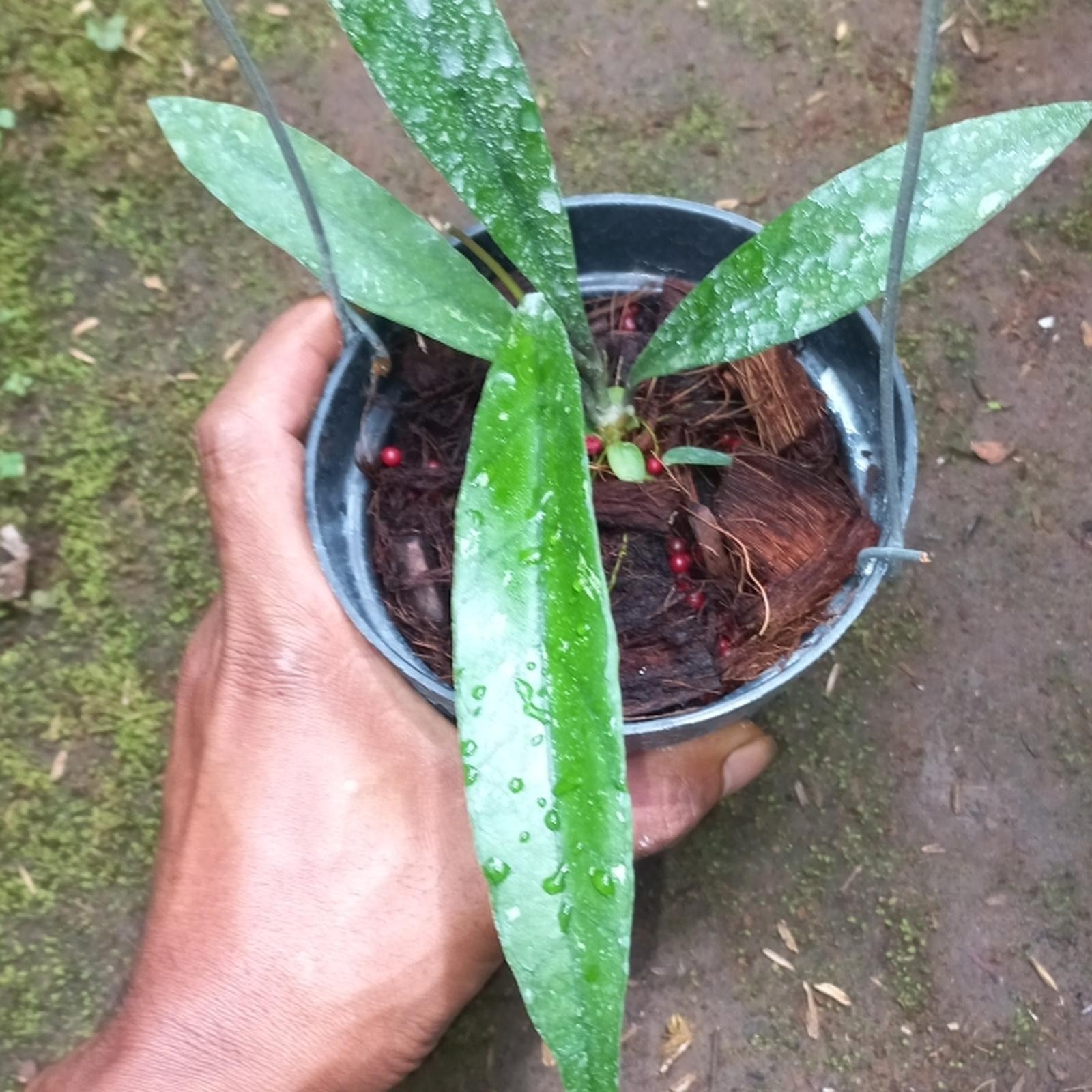 Real Pict Hoya Hybrid (Sulawesiana x Clemensiorum) Exotic Rare Plant