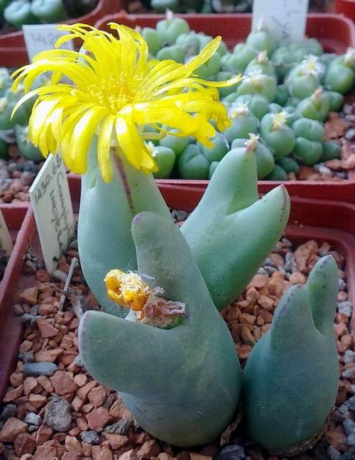 CONOPHYTUM MIX SEEDS 100 PCS 2022 harvest /approximately 20 species/