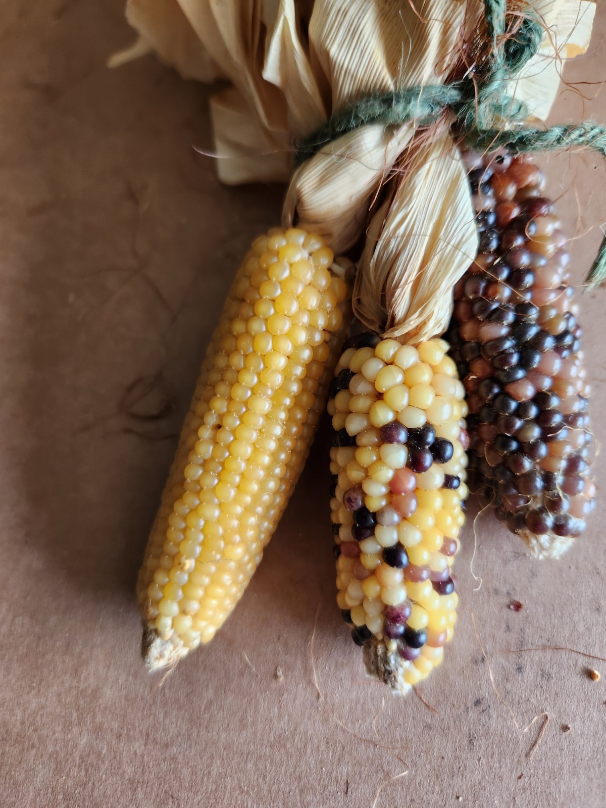 Mini Indian Corn, Approx 5″ Long – Thanksgiving, Fall, Decor, Small #8