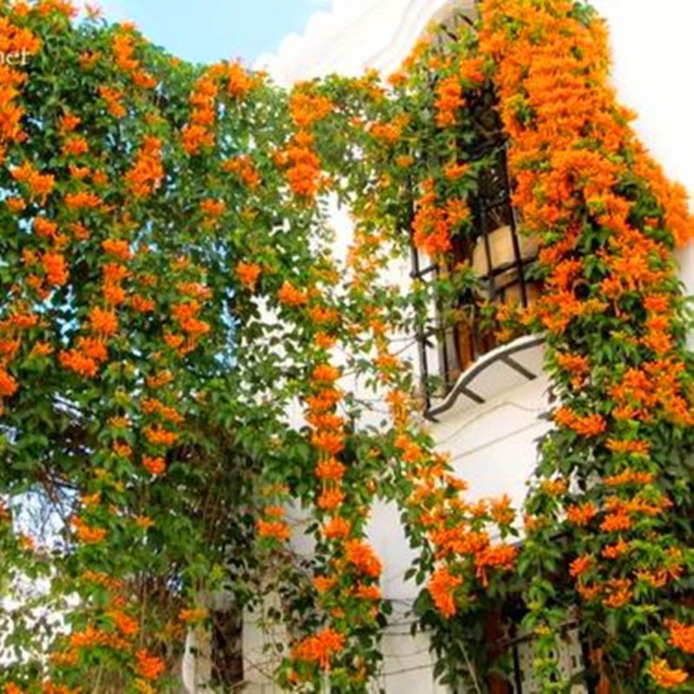 (10) JASMINE SEEDS rare exotic fragrant flower vine garden USA SELLER W/TRACK