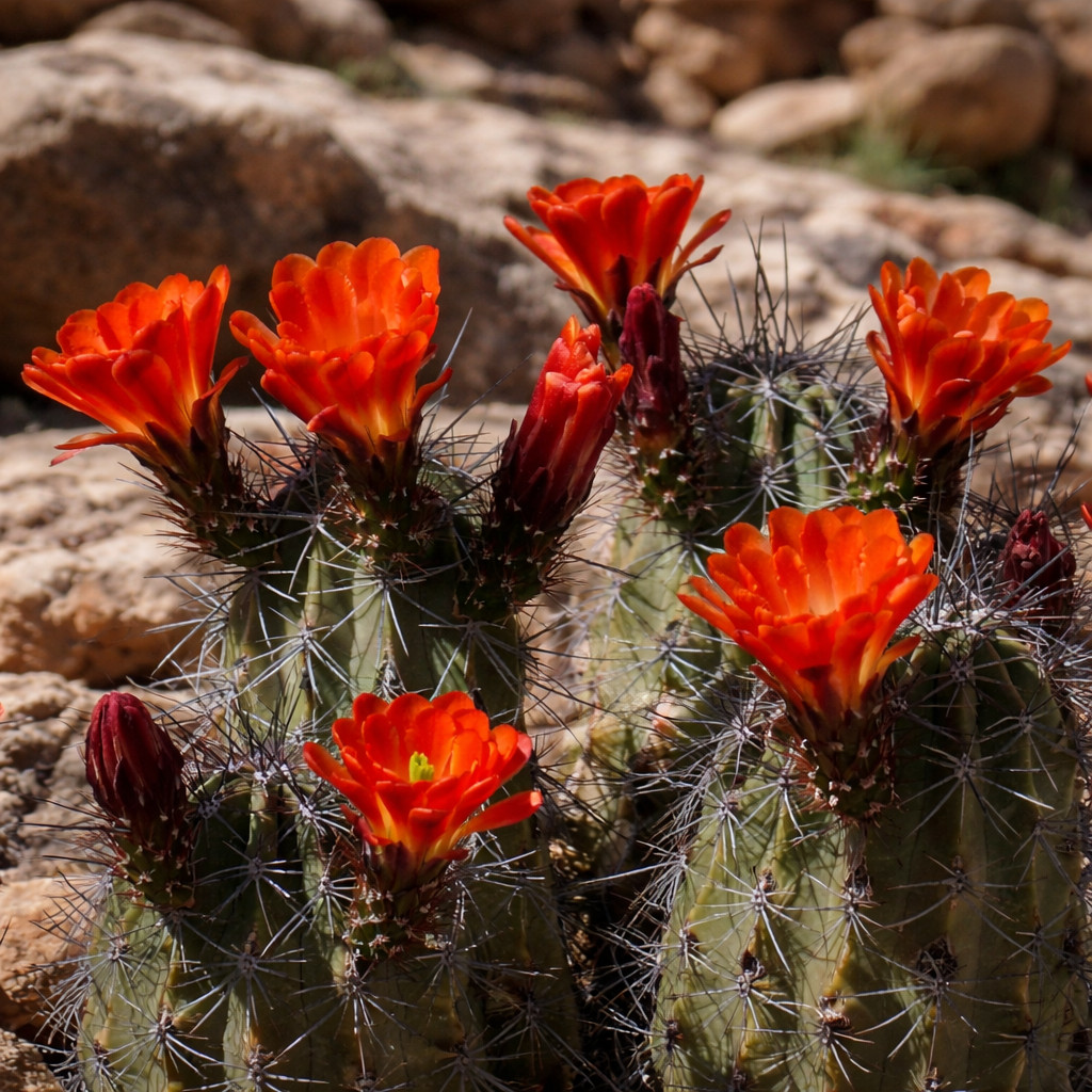 Echinocereus coccineus (Belen, New Mexico) 10 SEEDS – Rare Cactus SEEDS