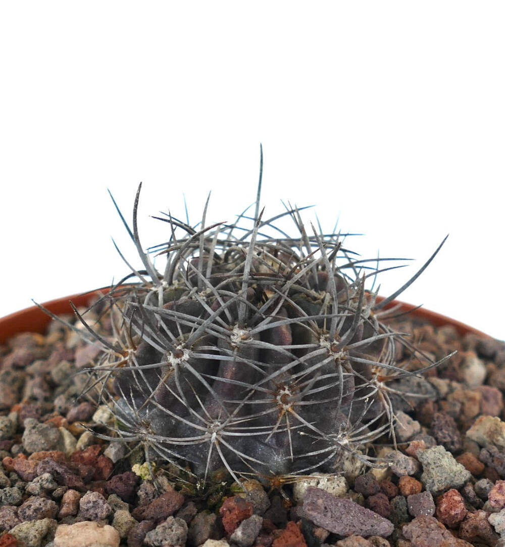 Neoporteria crispa (North of Freirina, CHILE) – Crinkled neoporteria | Crispy ne